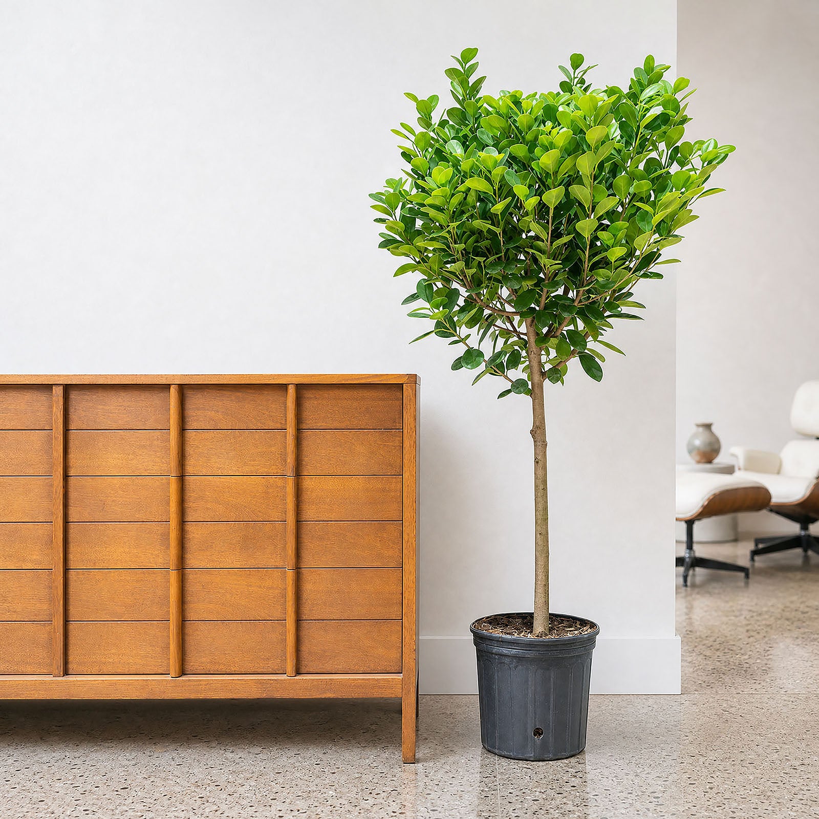 Ficus Moclame | Care Guide and Pro Tips - Delivery from Toronto across Canada - JOMO Studio