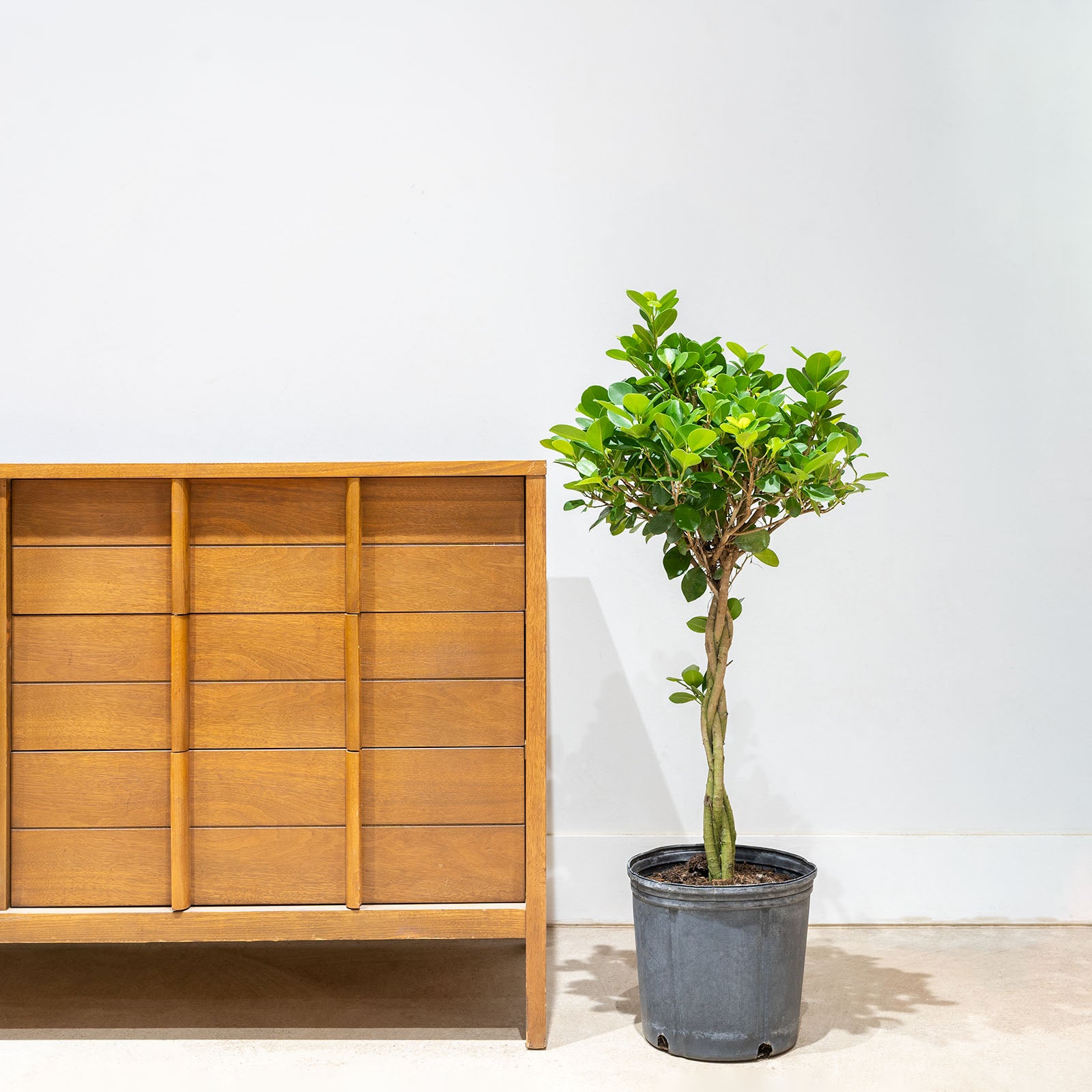 Ficus Moclame - House Plants Delivery Toronto - JOMO Studio