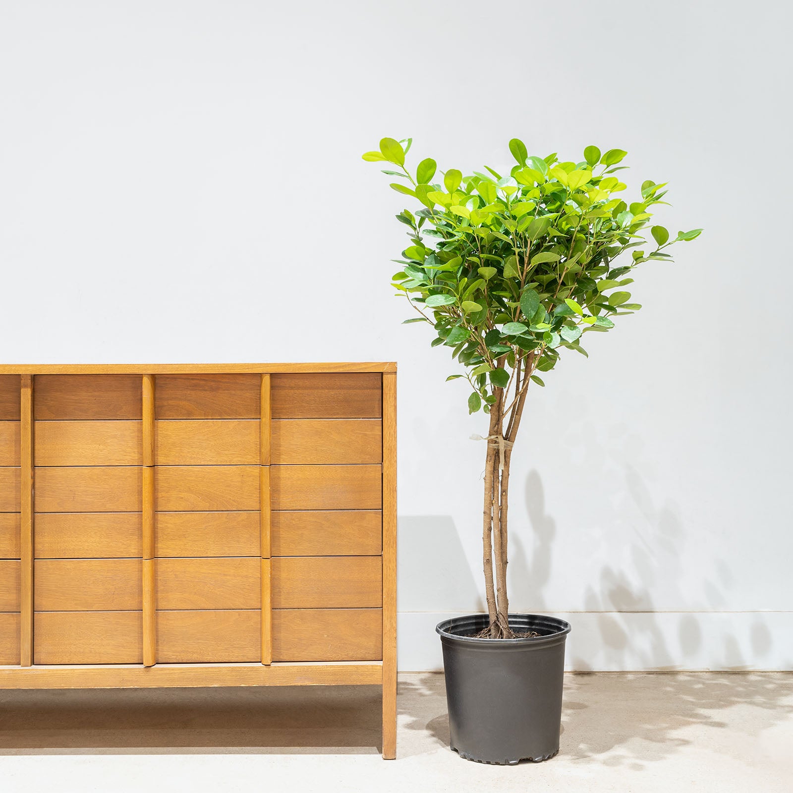 Ficus Moclame | Care Guide and Pro Tips - Delivery from Toronto across Canada - JOMO Studio