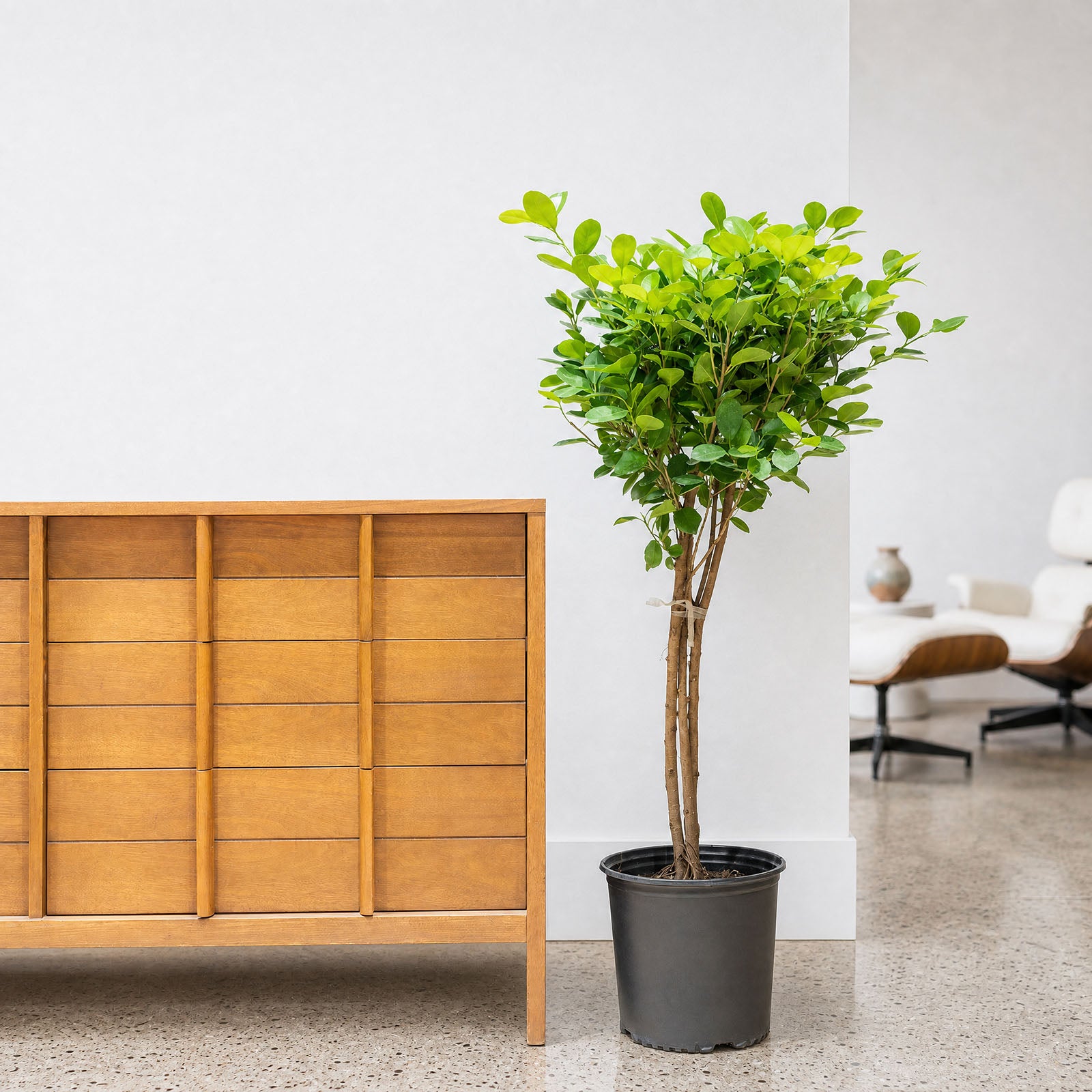 Ficus Moclame | Care Guide and Pro Tips - Delivery from Toronto across Canada - JOMO Studio