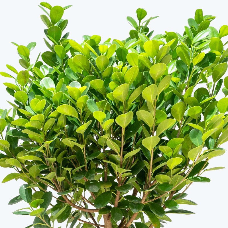 Ficus Moclame - House Plants Delivery Toronto - JOMO Studio