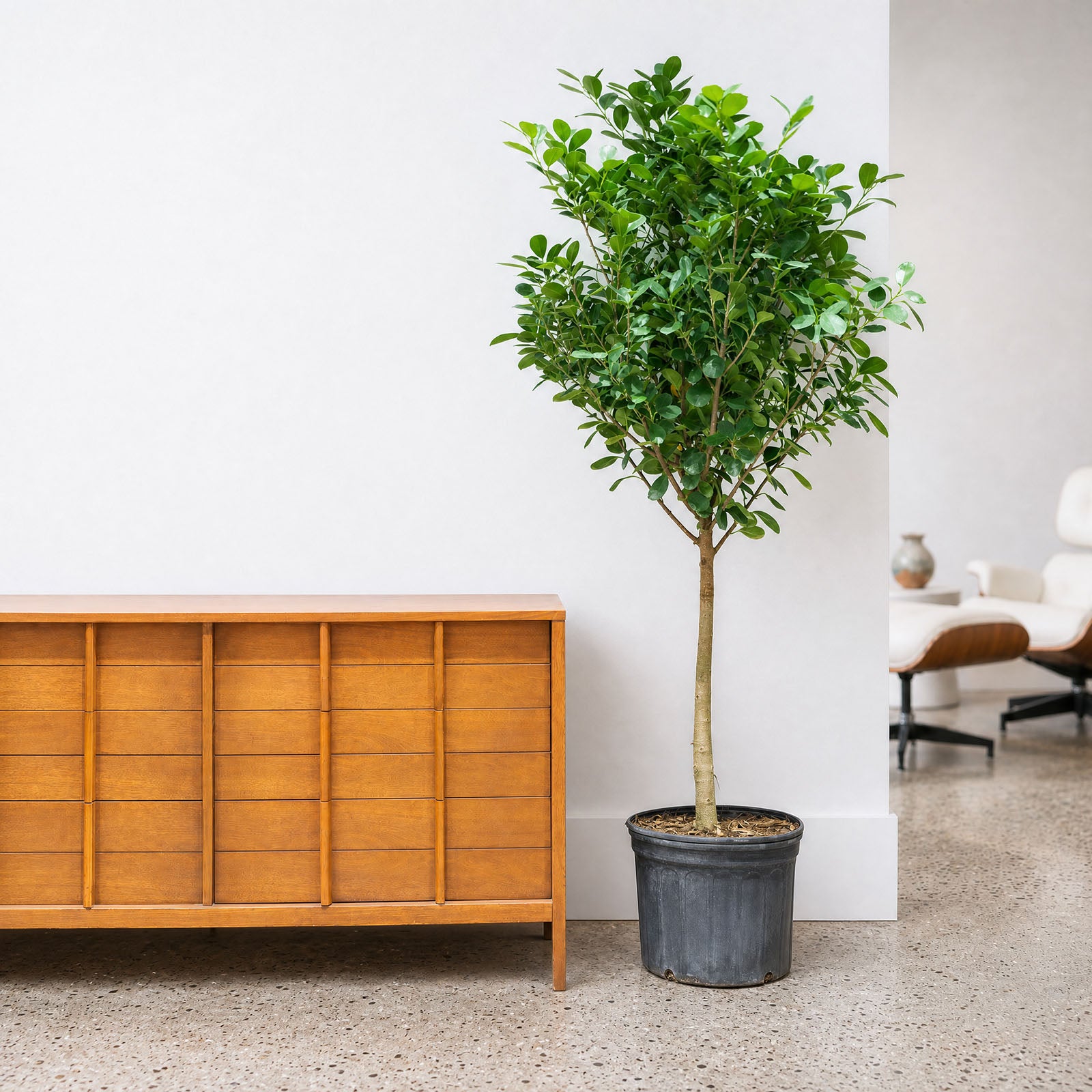 Ficus Moclame | Care Guide and Pro Tips - Delivery from Toronto across Canada - JOMO Studio