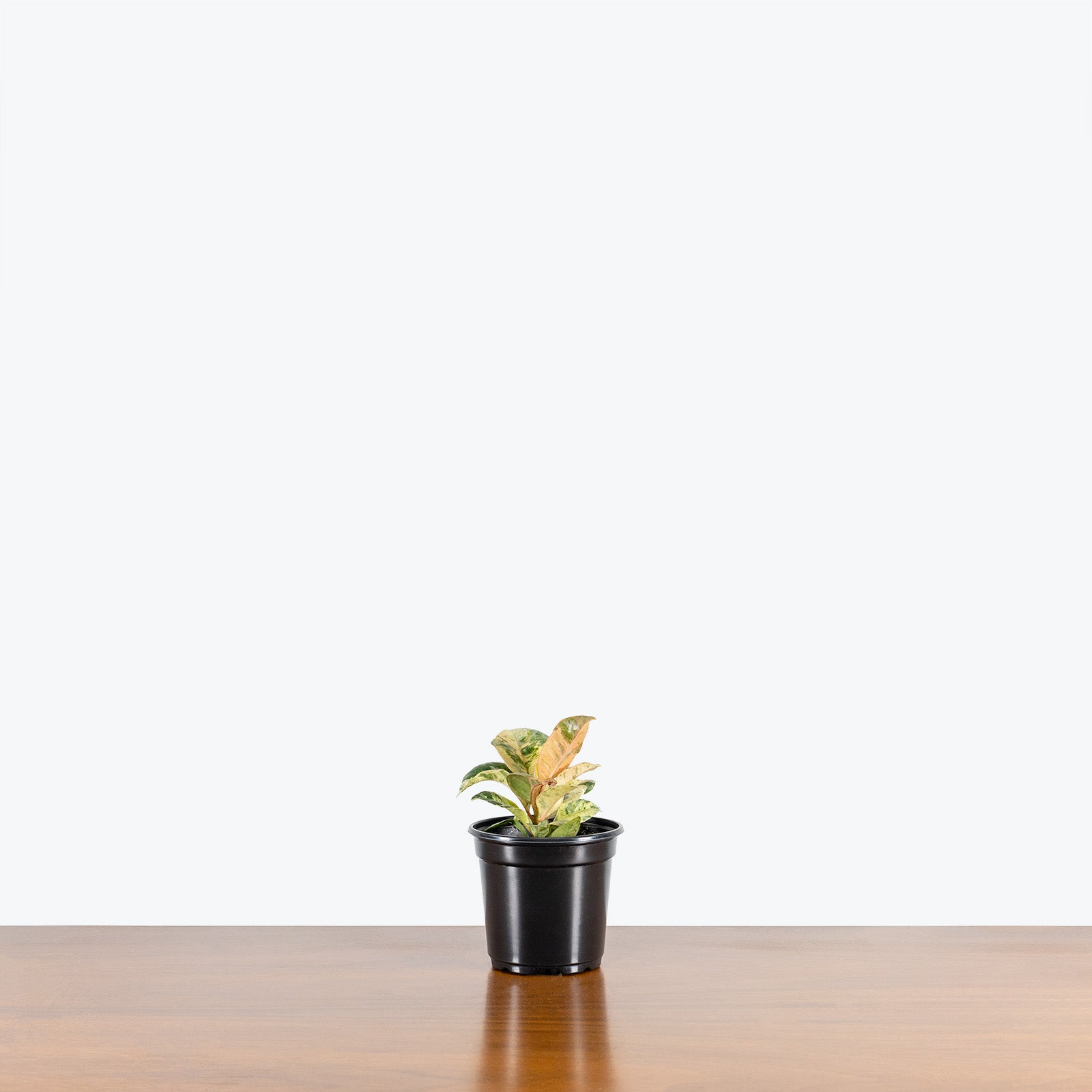 Ficus Shivereana Moonshine | Care Guide and Pro Tips - Delivery from Toronto across Canada - JOMO Studio