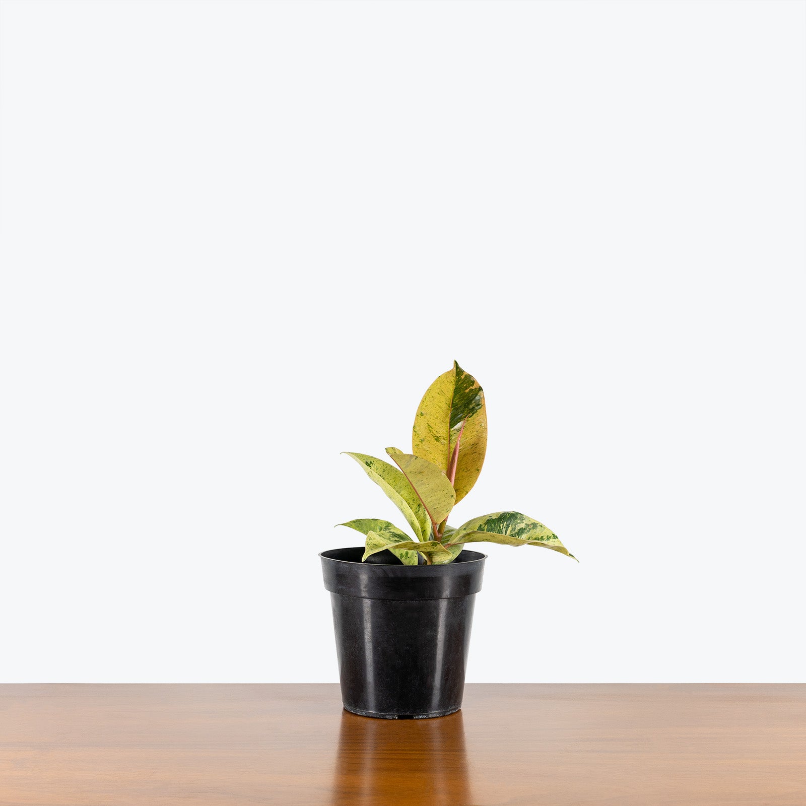 Ficus Shivereana Moonshine | Care Guide and Pro Tips - Delivery from Toronto across Canada - JOMO Studio