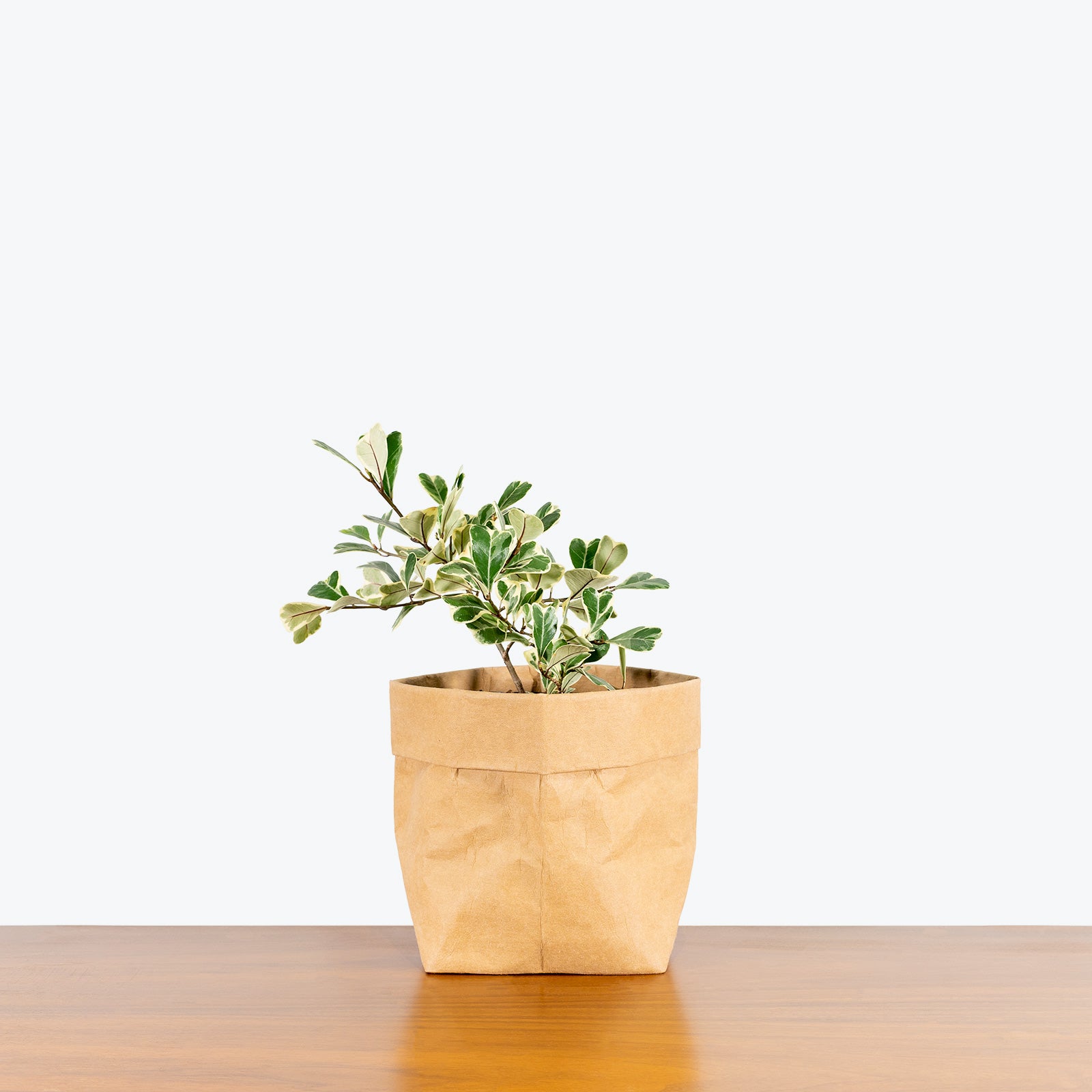 Ficus Triangularis Variegata - House Plants Delivery Toronto - JOMO Studio