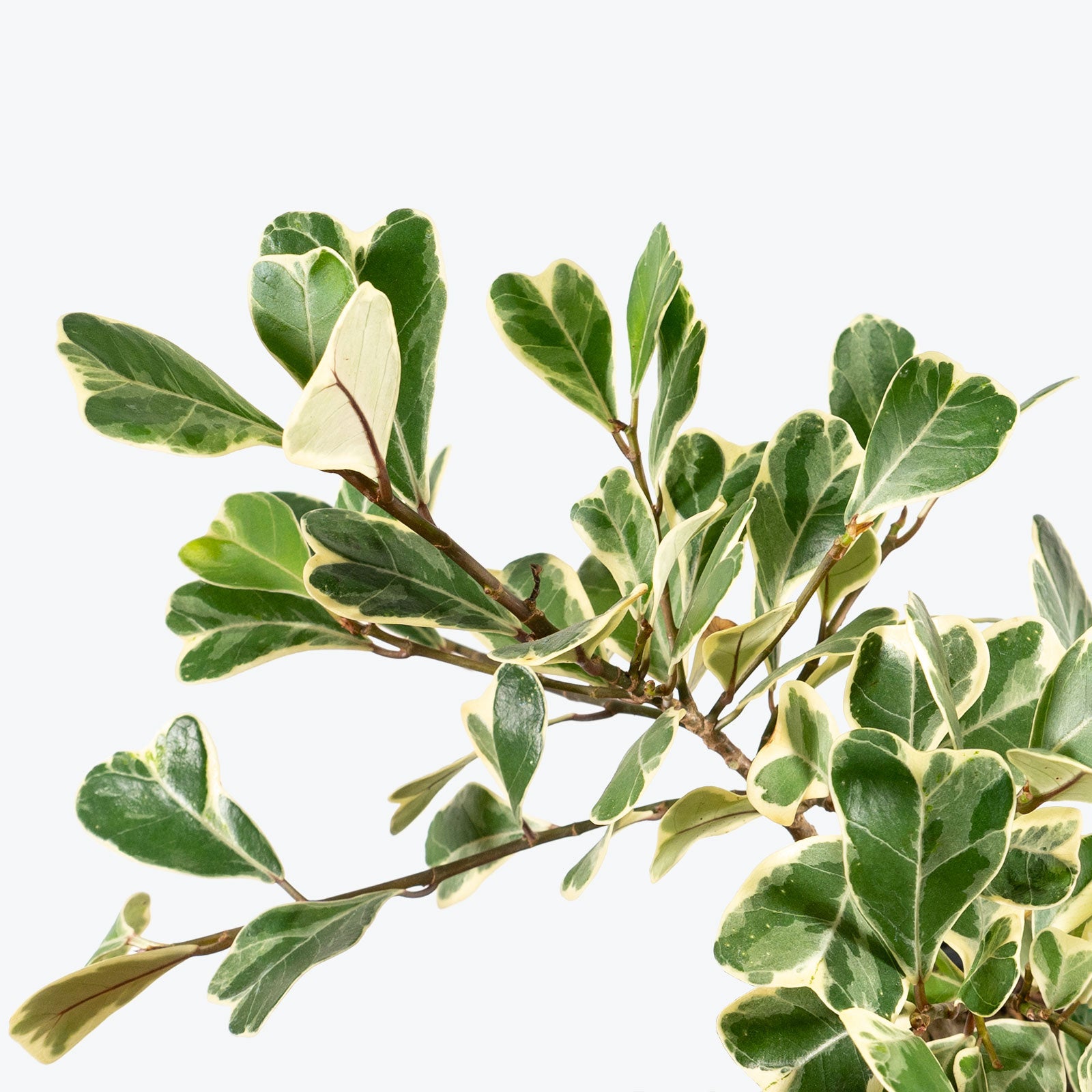 Ficus Triangularis Variegata - House Plants Delivery Toronto - JOMO Studio