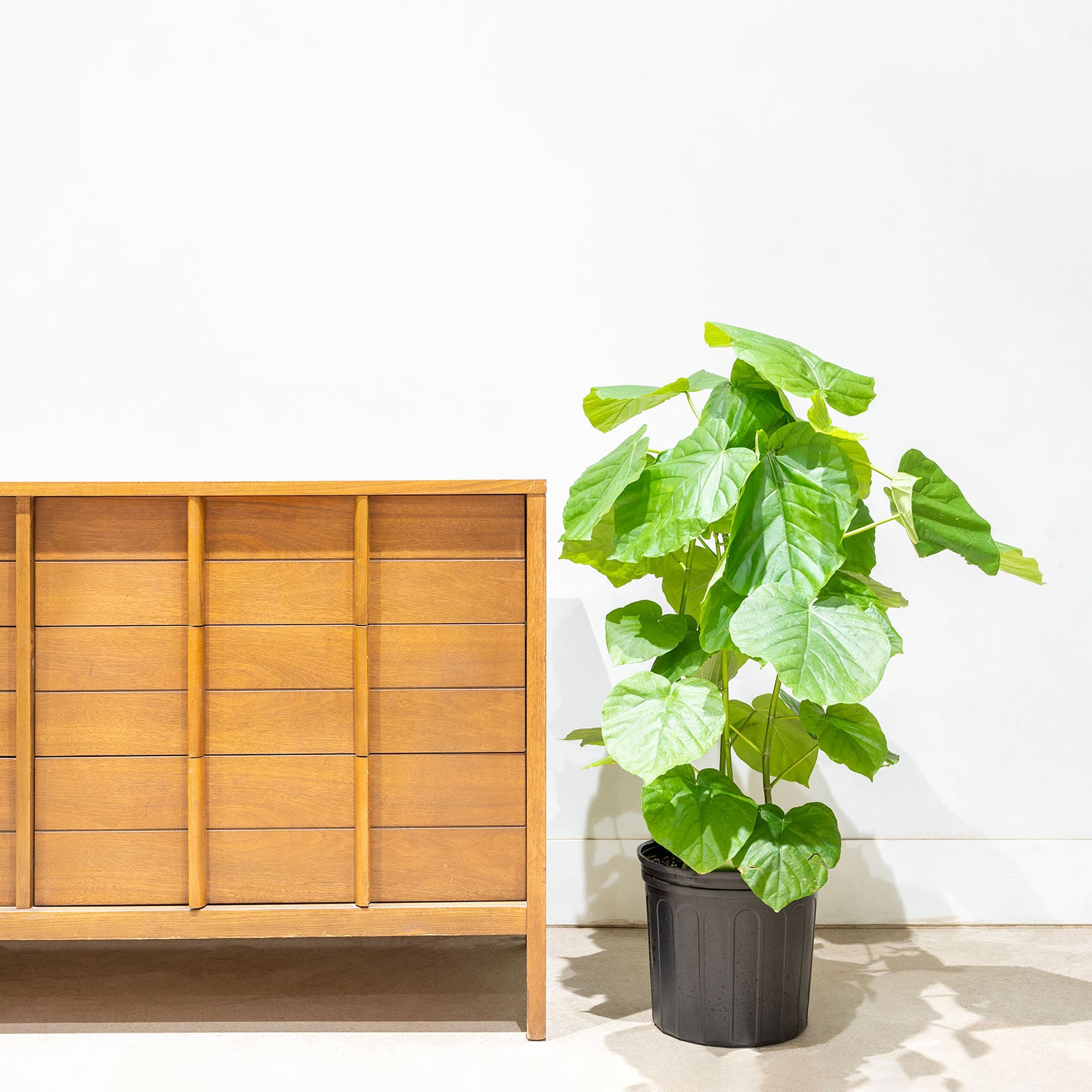 Ficus Umbellata - House Plants Delivery Toronto - JOMO Studio