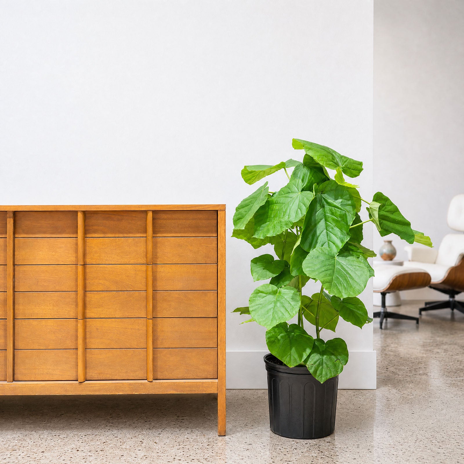 Ficus Umbellata - House Plants Delivery Toronto - JOMO Studio
