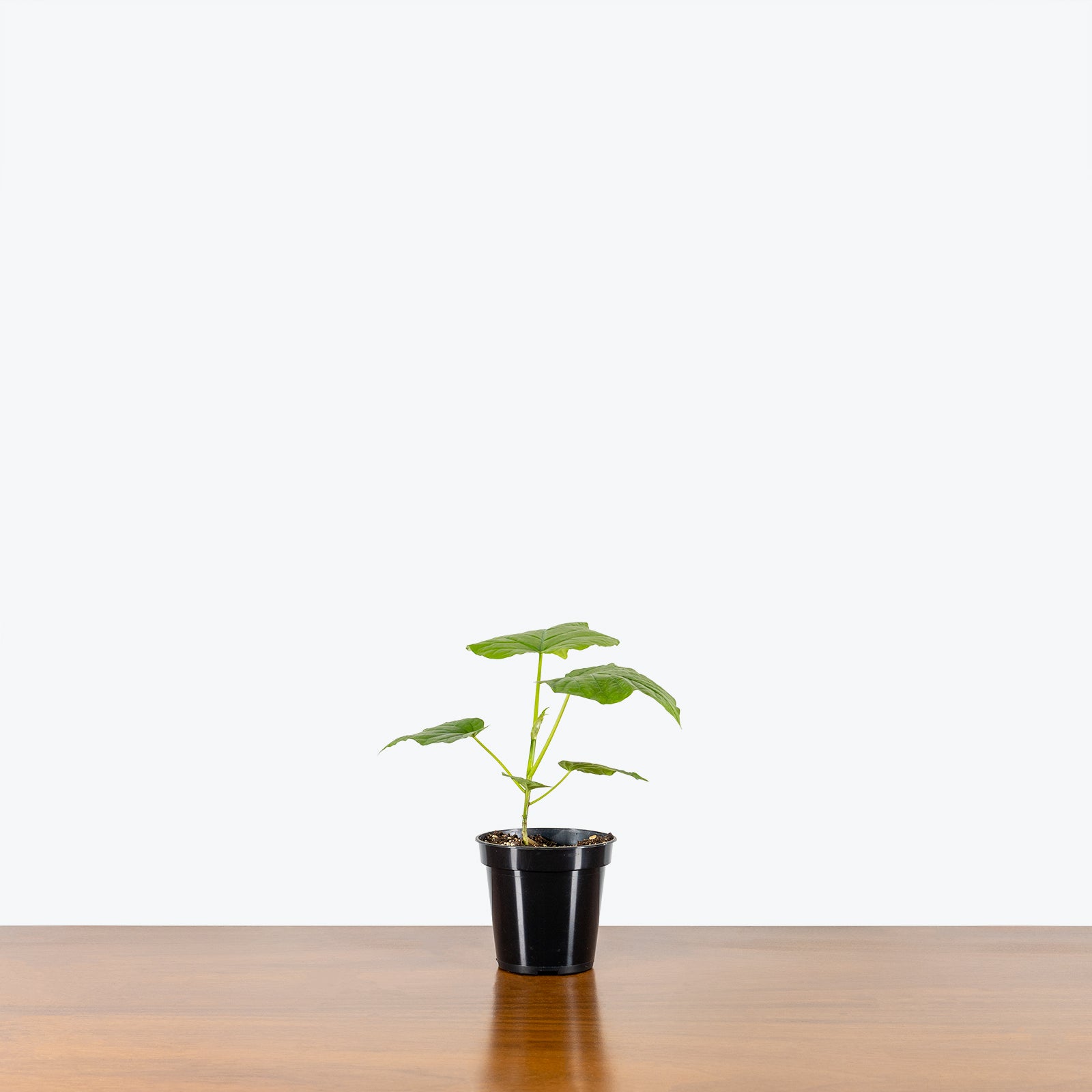 Ficus Umbellata - House Plants Delivery Toronto - JOMO Studio