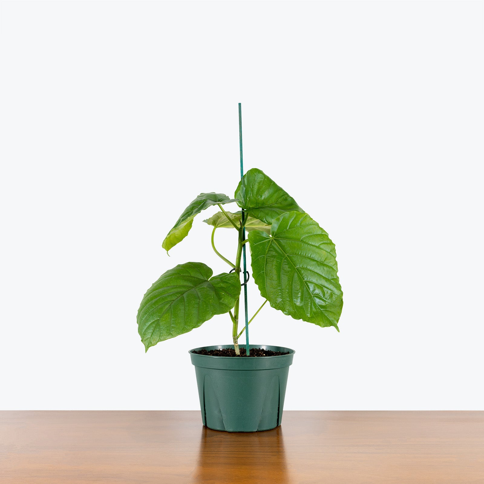Ficus Umbellata - House Plants Delivery Toronto - JOMO Studio