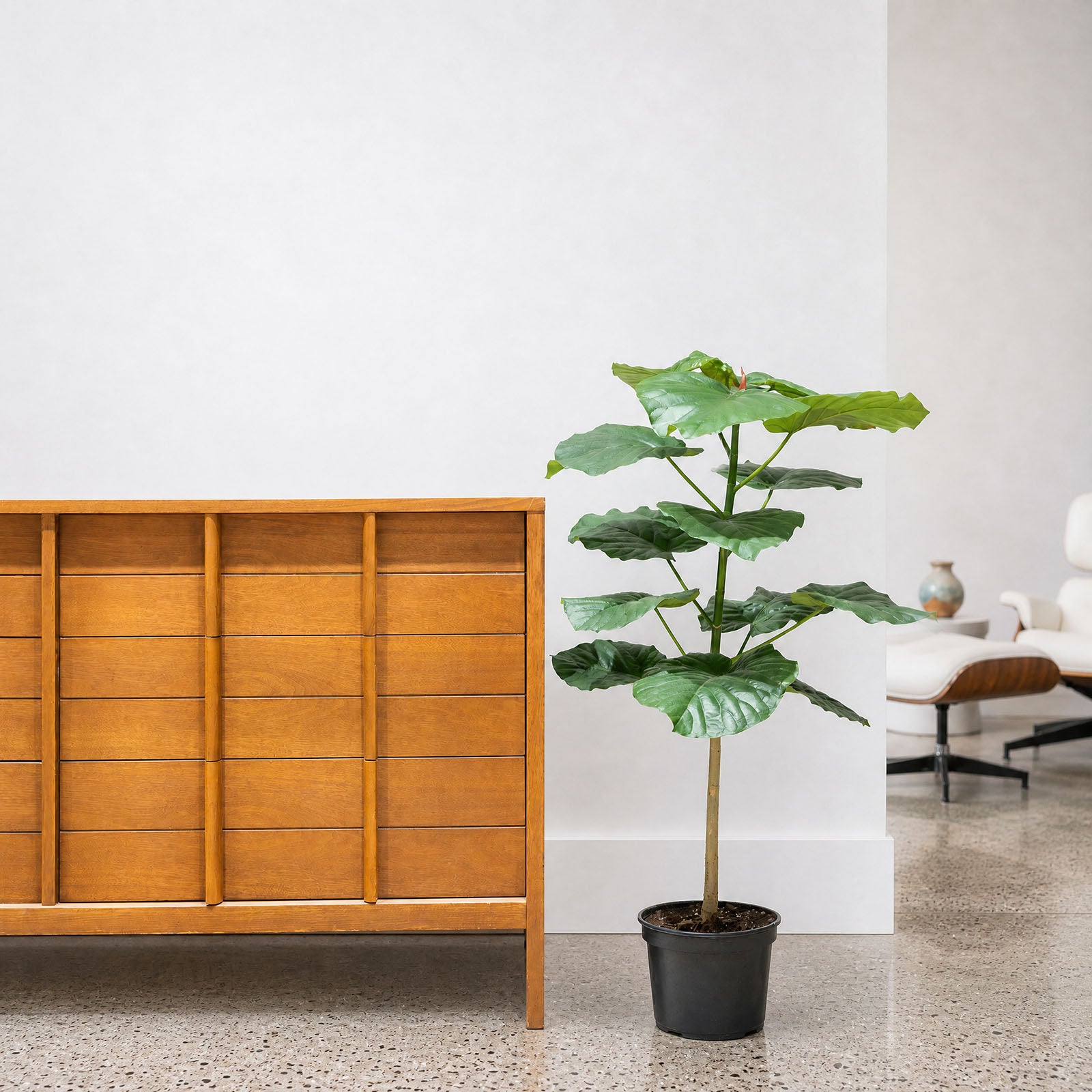 Ficus Umbellata - House Plants Delivery Toronto - JOMO Studio