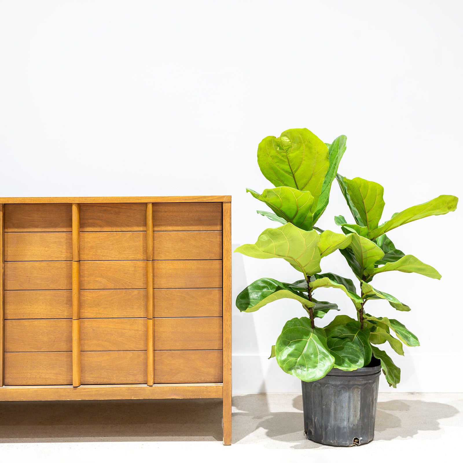 Fiddle Leaf Fig Bush | Care Guide and Pro Tips - Delivery from Toronto across Canada - JOMO Studio