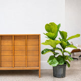 Fiddle Leaf Fig Bush — 10" Pot (~3' Tall)