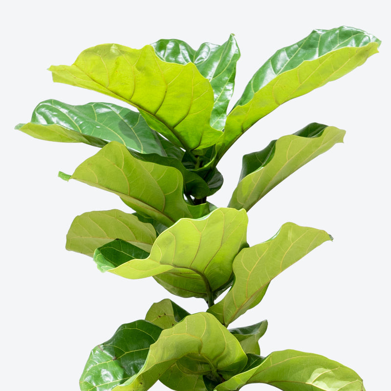 Fiddle Leaf Fig Column - House Plants Delivery Toronto Canada - JOMO Studio