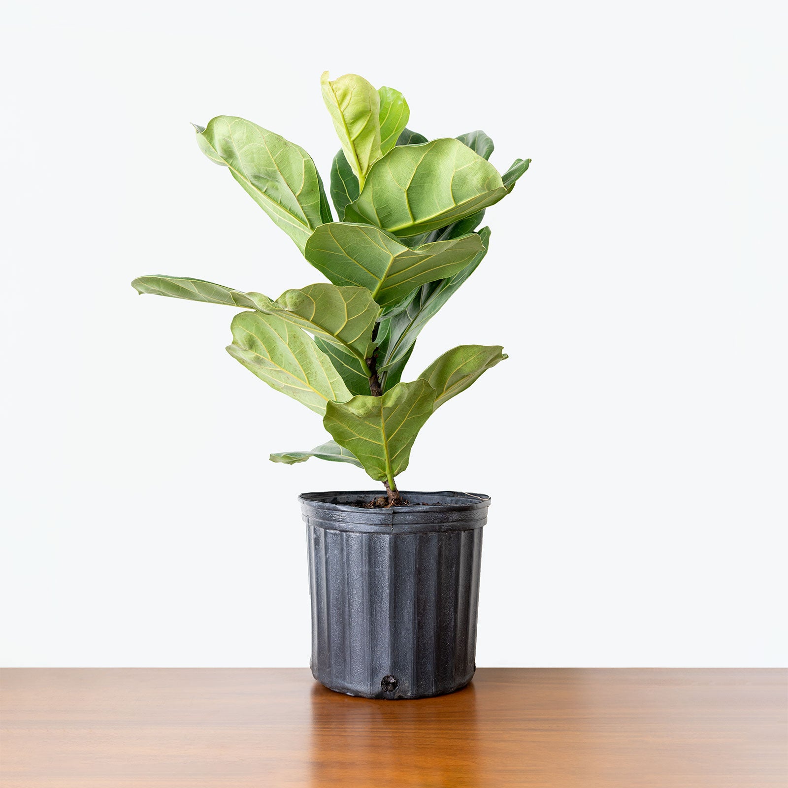 Fiddle Leaf Fig Column - House Plants Delivery Toronto Canada - JOMO Studio