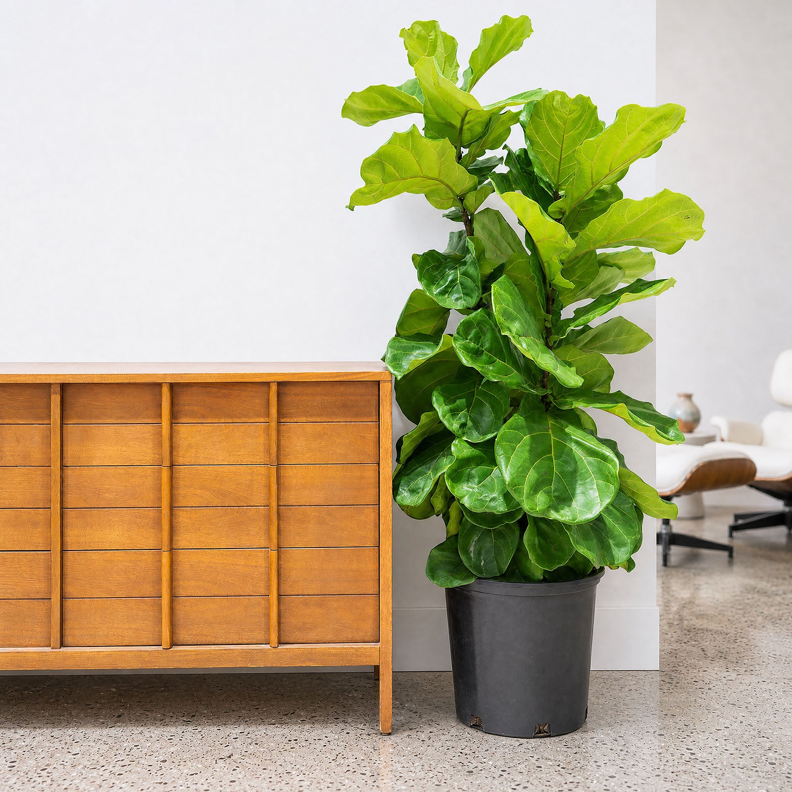 Fiddle Leaf Fig Bush | Care Guide and Pro Tips - Delivery from Toronto across Canada - JOMO Studio