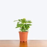 Fiddle Leaf Fig Bush — 6" Pot