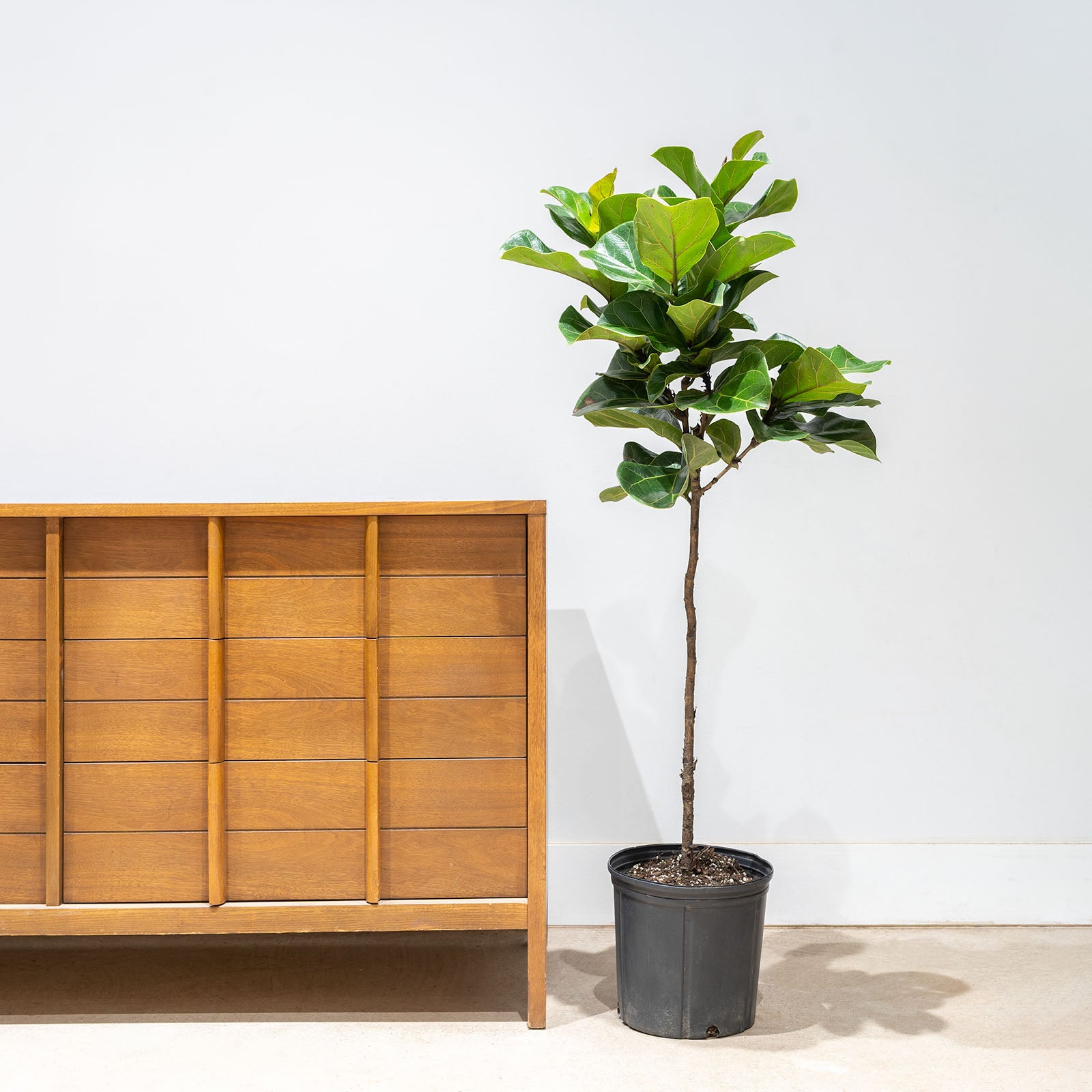 Fiddle Leaf Fig Bambino | Care Guide and Pro Tips - Delivery from Toronto across Canada - JOMO Studio