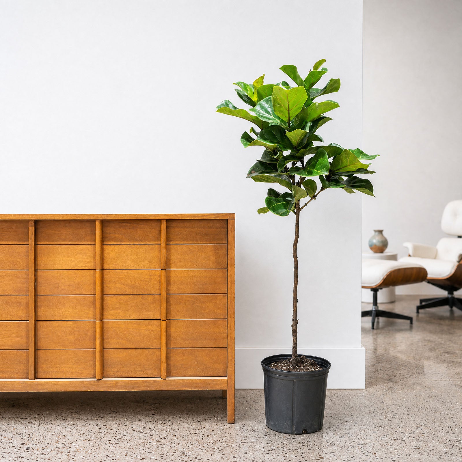 Fiddle Leaf Fig Bambino | Care Guide and Pro Tips - Delivery from Toronto across Canada - JOMO Studio