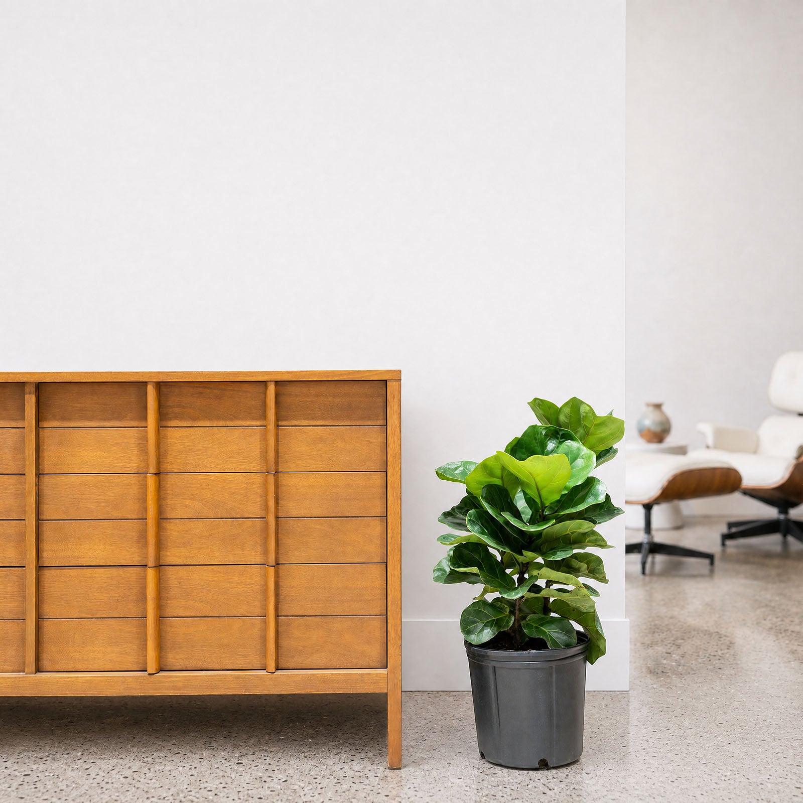 Fiddle Leaf Fig Bambino | Care Guide and Pro Tips - Delivery from Toronto across Canada - JOMO Studio