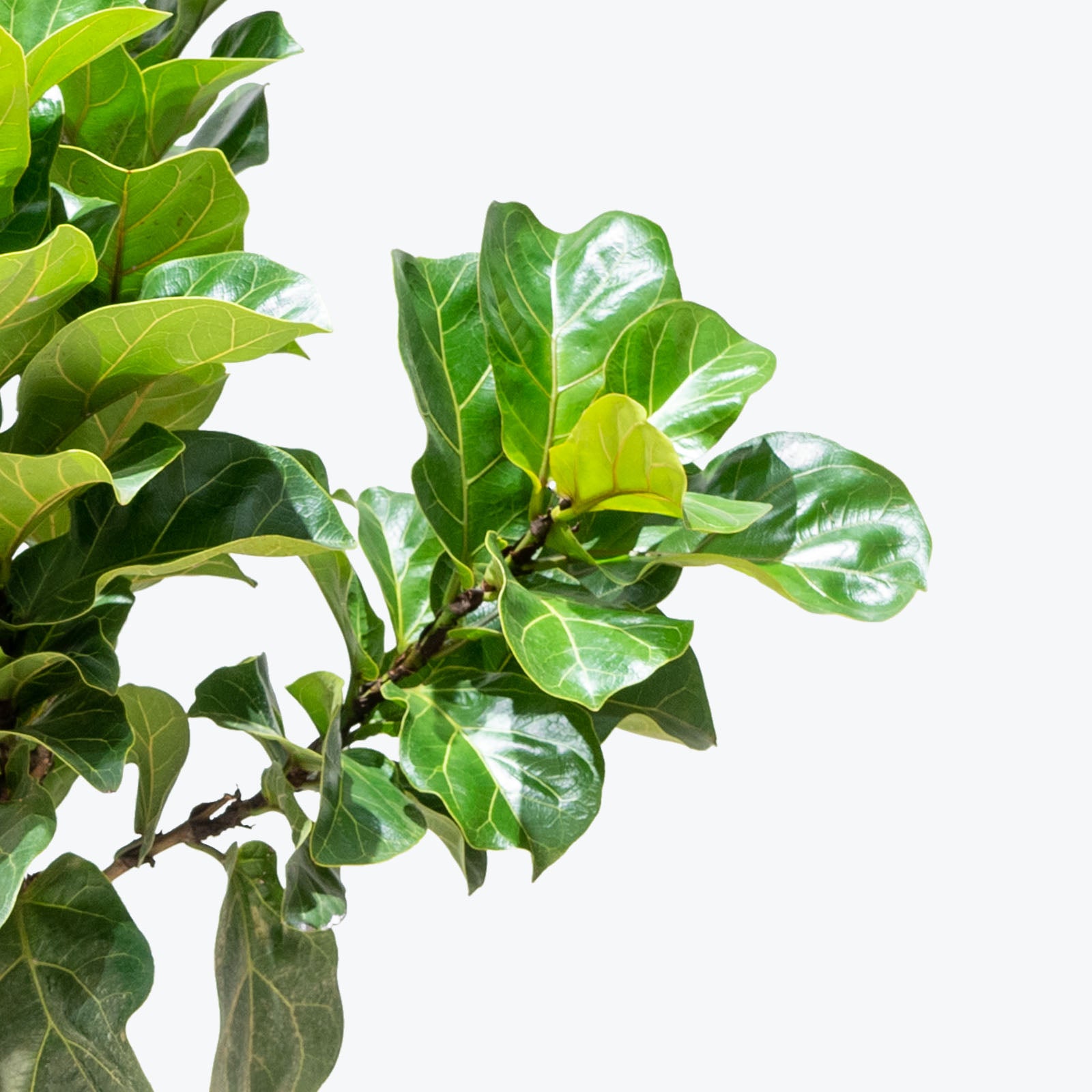 Fiddle Leaf Fig Bambino | Care Guide and Pro Tips - Delivery from Toronto across Canada - JOMO Studio