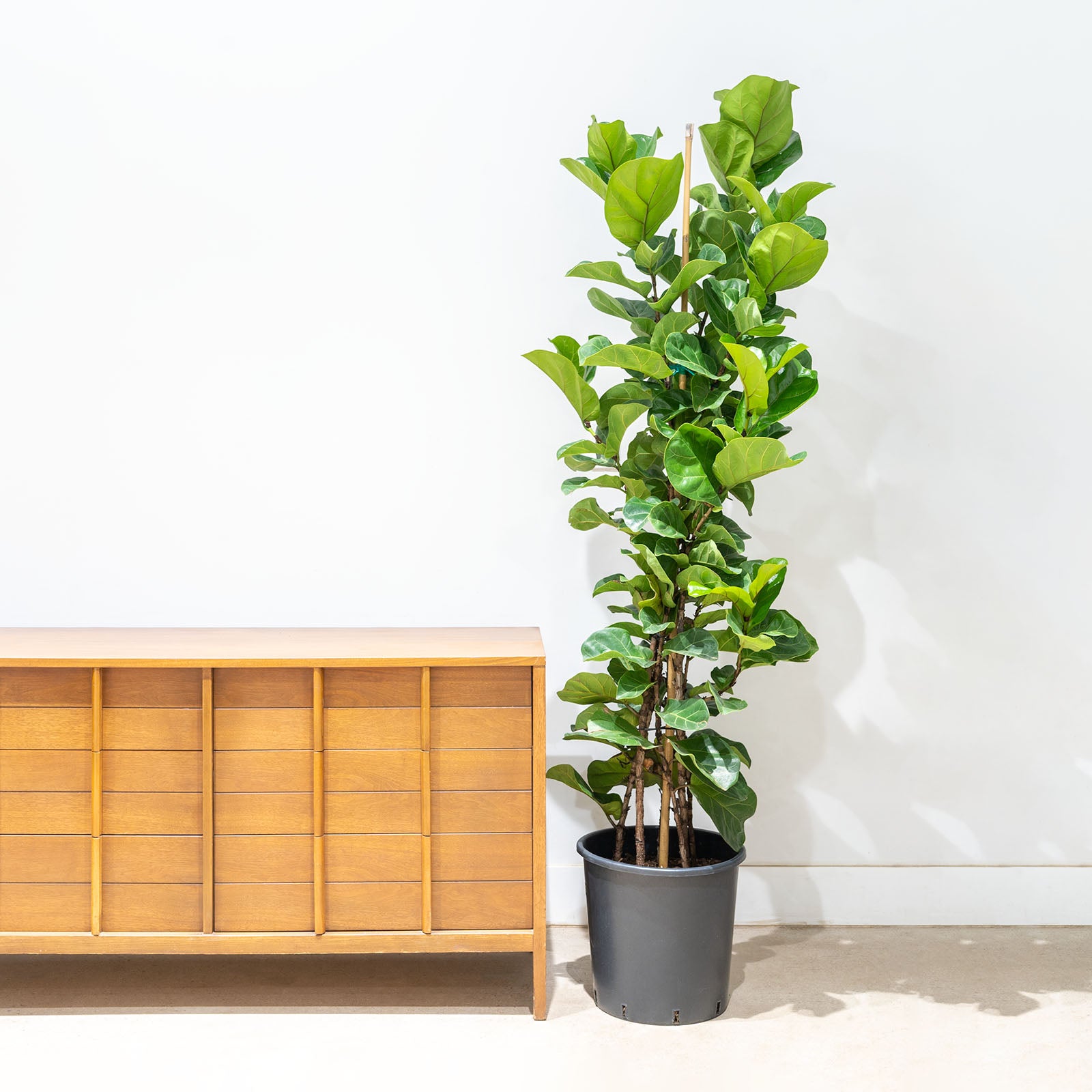 Fiddle Leaf Fig Bambino | Care Guide and Pro Tips - Delivery from Toronto across Canada - JOMO Studio