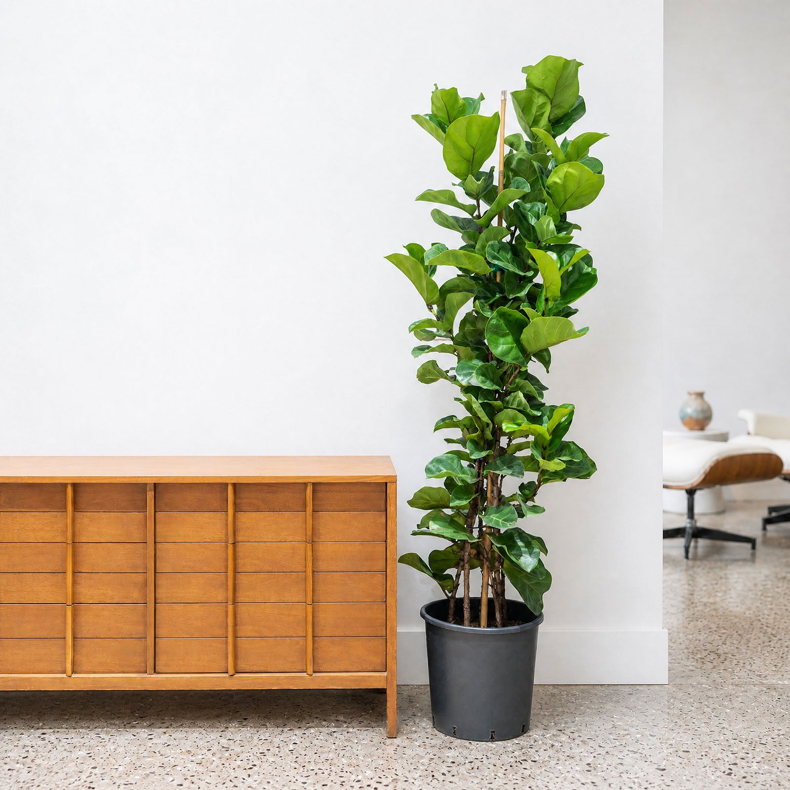 Fiddle Leaf Fig Bambino | Care Guide and Pro Tips - Delivery from Toronto across Canada - JOMO Studio
