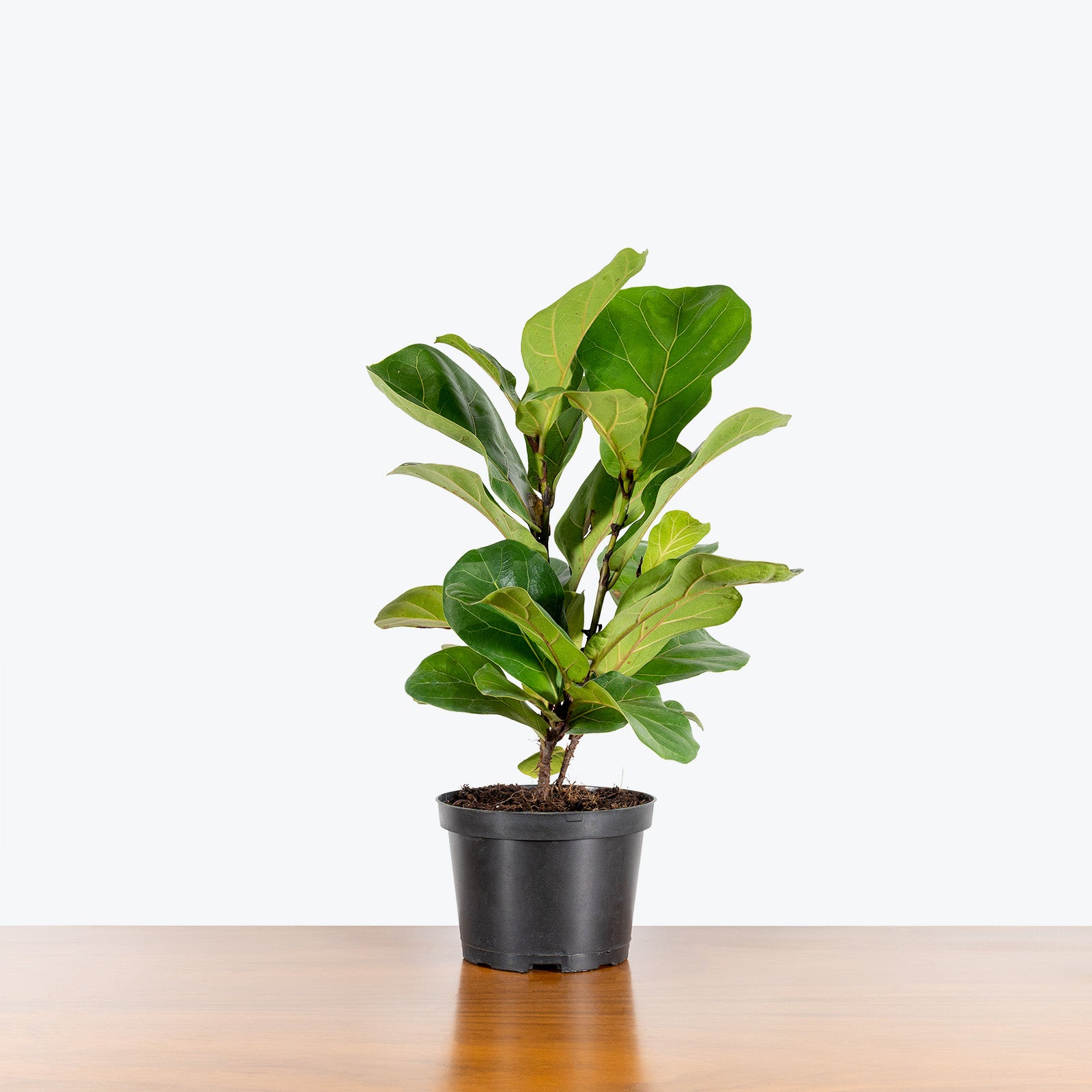 Fiddle Leaf Fig Bambino | Care Guide and Pro Tips - Delivery from Toronto across Canada - JOMO Studio