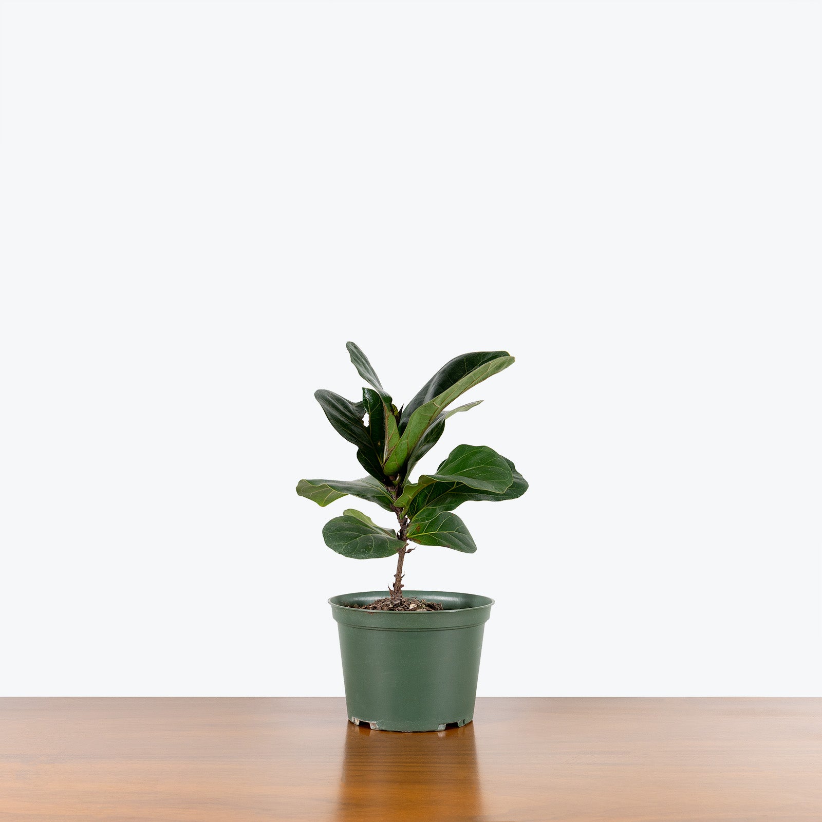 Fiddle Leaf Fig Bambino | Care Guide and Pro Tips - Delivery from Toronto across Canada - JOMO Studio