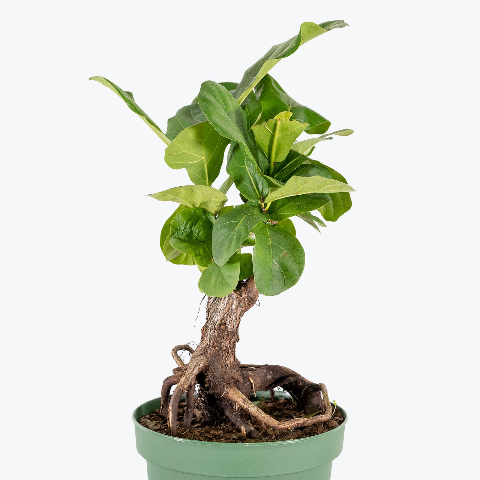 Fiddle Leaf Fig Bonsai - House Plants Delivery Toronto Canada - JOMO Studio