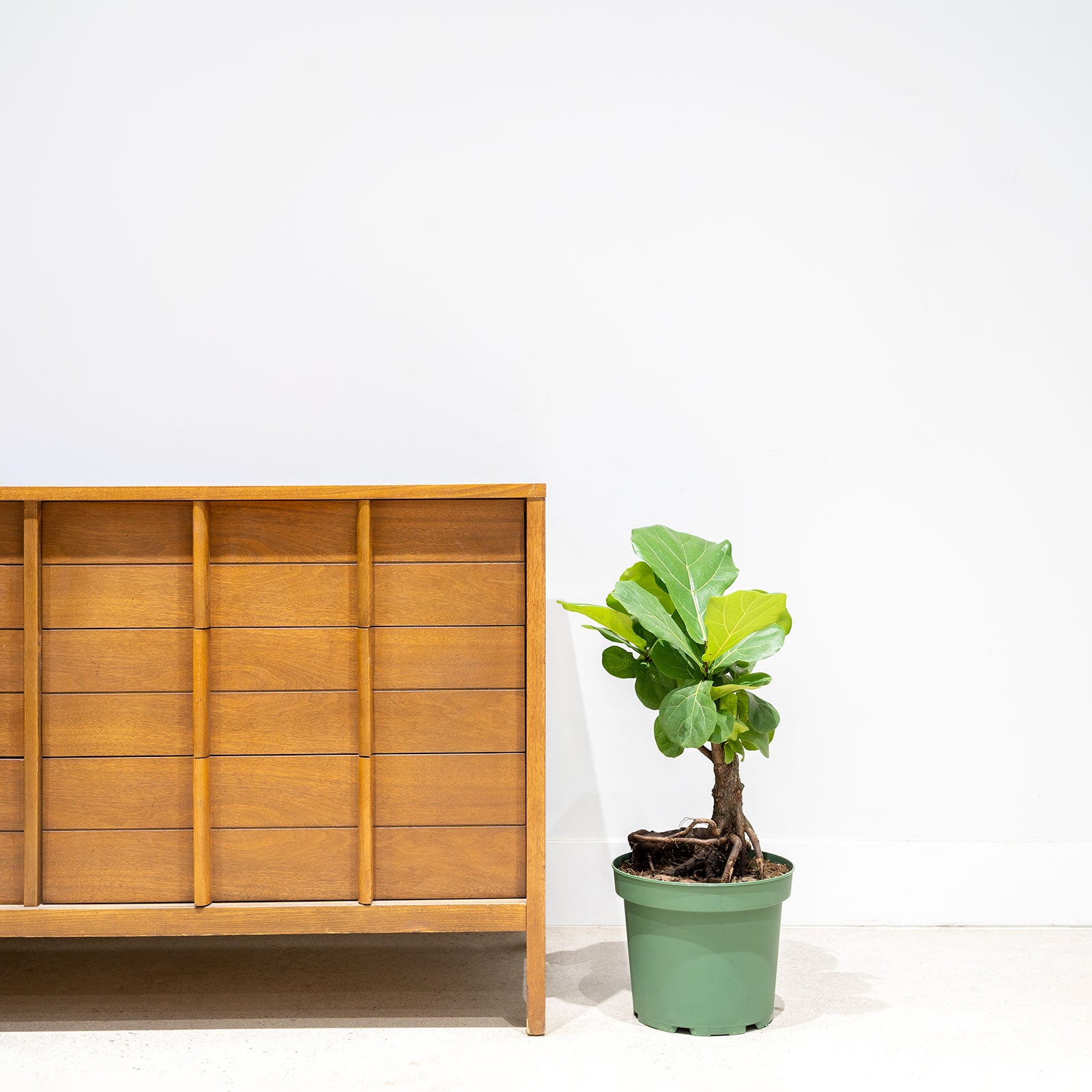 Fiddle Leaf Fig Bonsai - House Plants Delivery Toronto Canada - JOMO Studio
