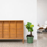 Fiddle Leaf Fig Bonsai — 10” Pot (larger than picture)