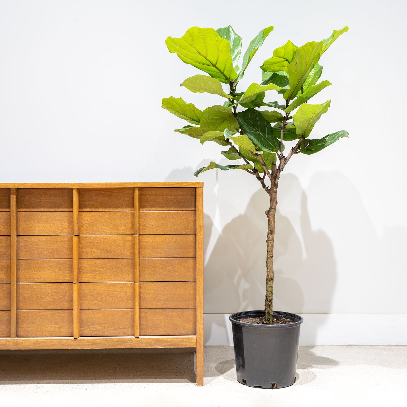 Fiddle Leaf Fig Tree - House Plants Delivery Toronto Canada - JOMO Studio