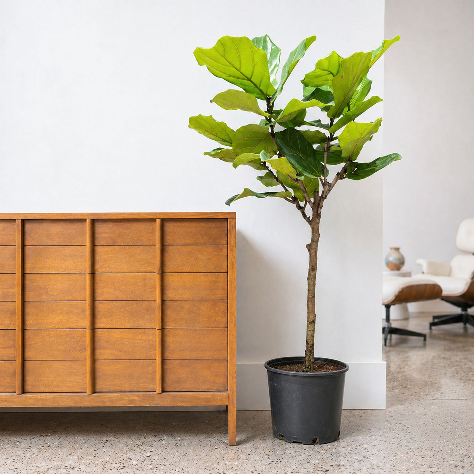 Fiddle Leaf Fig Tree - House Plants Delivery Toronto Canada - JOMO Studio