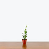 Fishbone Cactus — 2.5" Pot (smaller than picture)