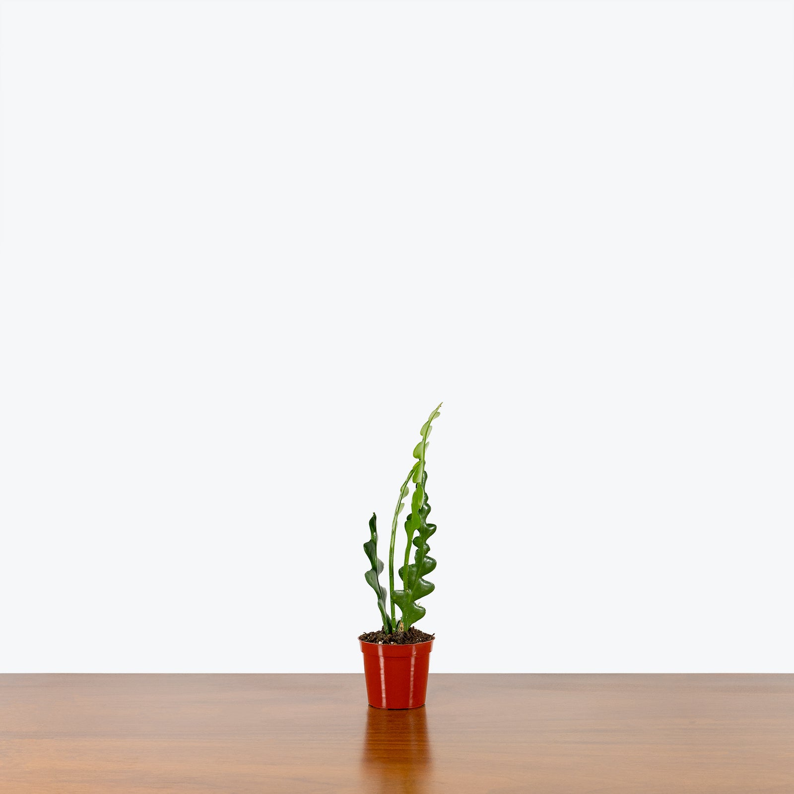 Fishbone Cactus | Care Guide and Pro Tips - Delivery from Toronto across Canada - JOMO Studio