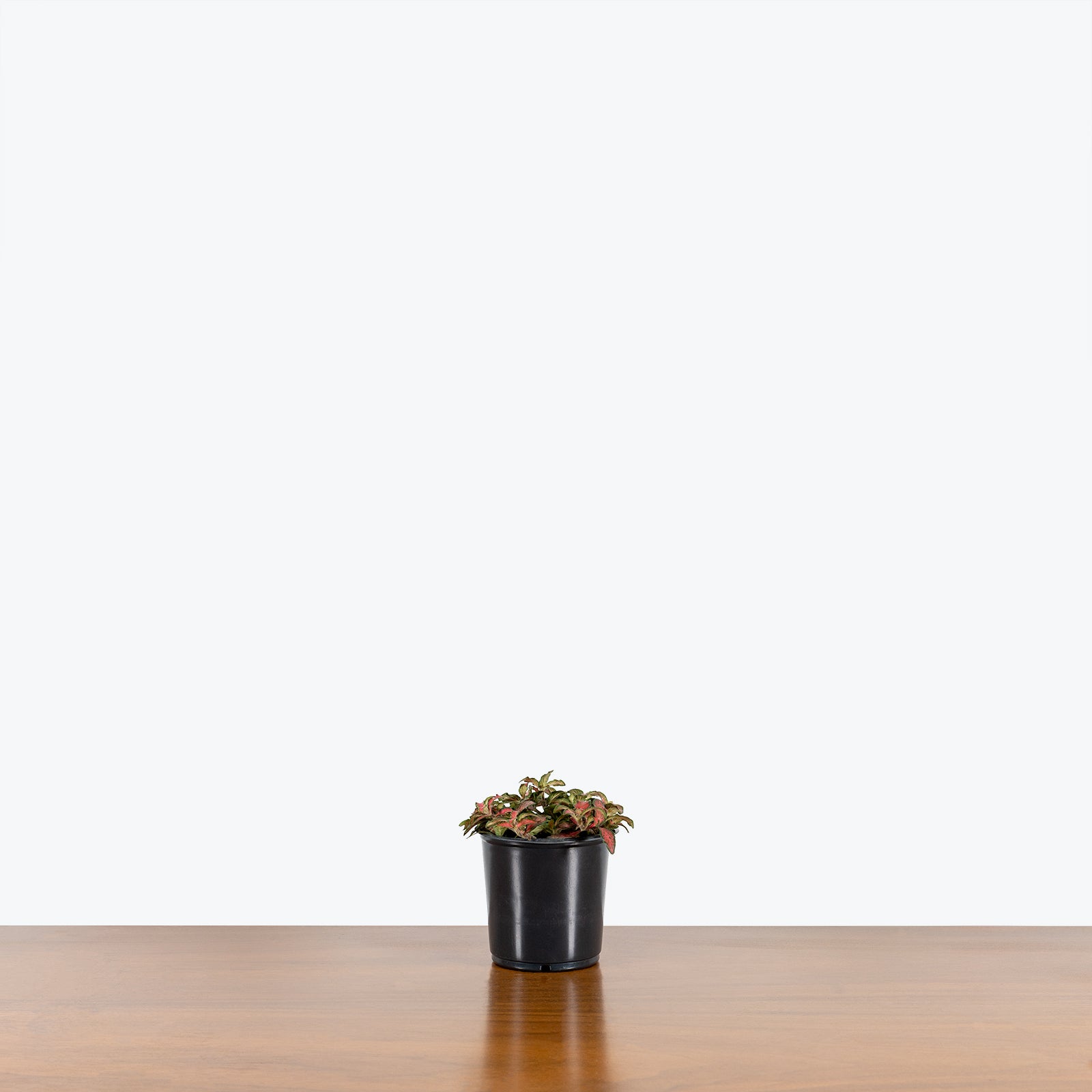 Fittonia Flaming Red | Care Guide and Pro Tips - Delivery from Toronto across Canada - JOMO Studio