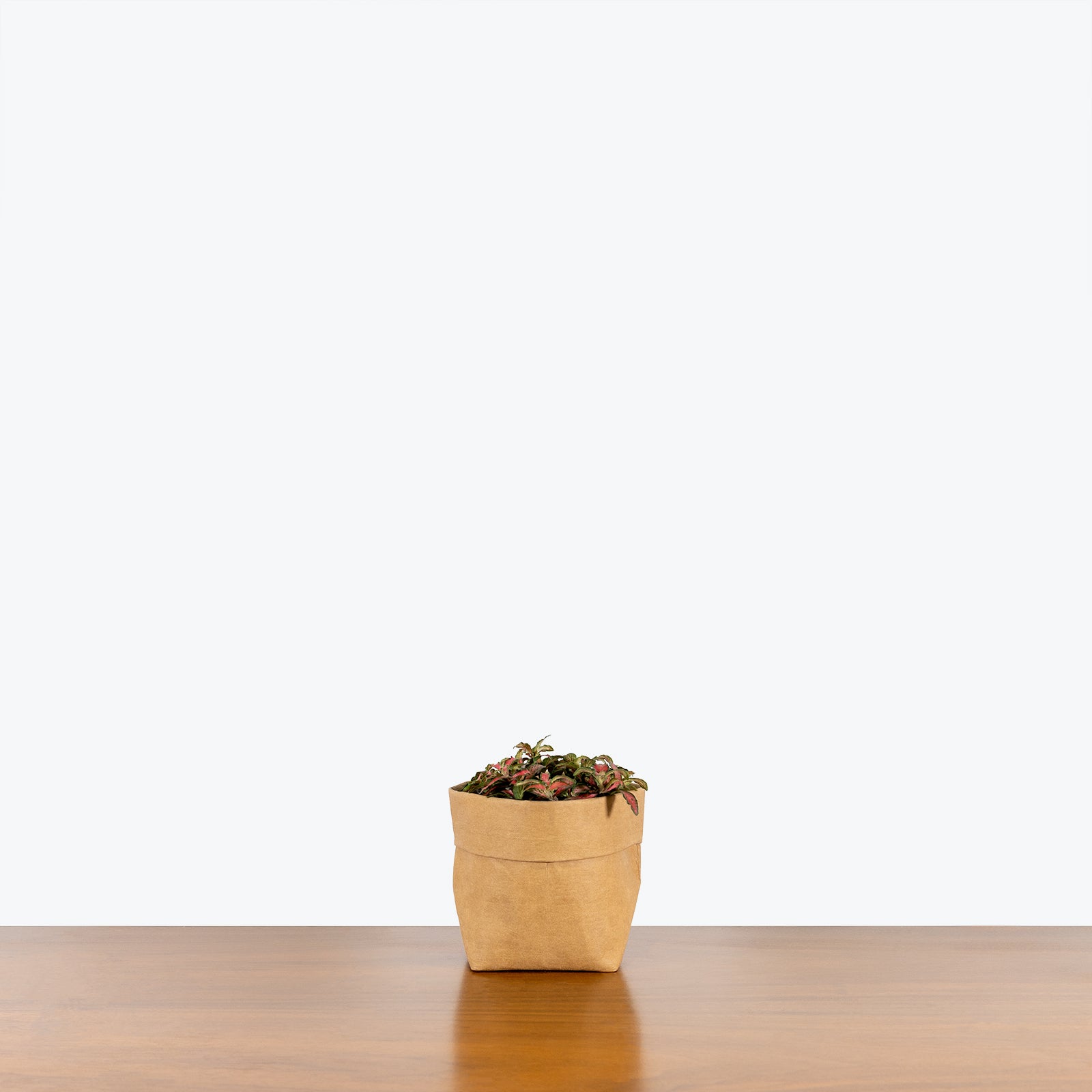 Fittonia Flaming Red | Care Guide and Pro Tips - Delivery from Toronto across Canada - JOMO Studio