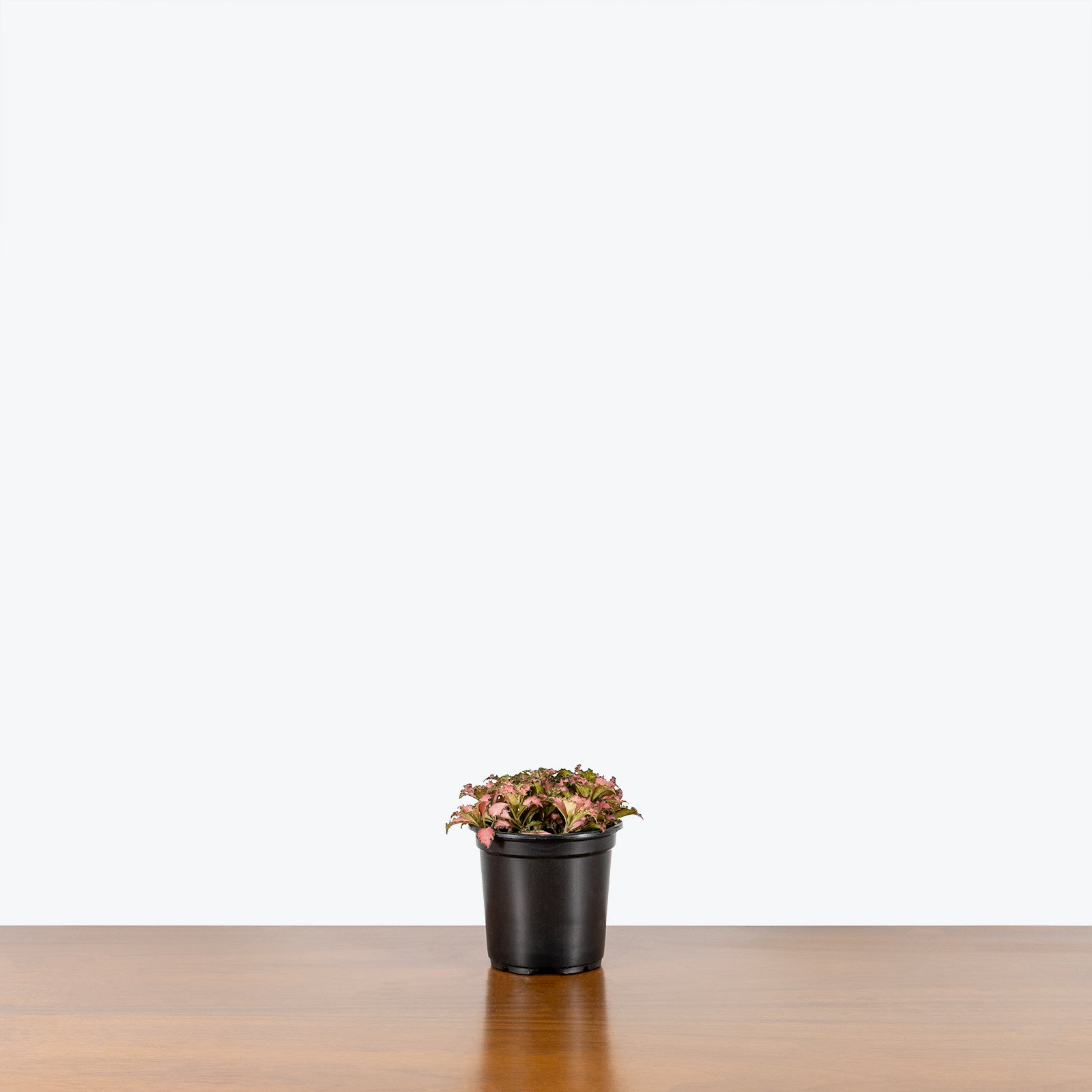 Fittonia Frankie | Care Guide and Pro Tips - Delivery from Toronto across Canada - JOMO Studio