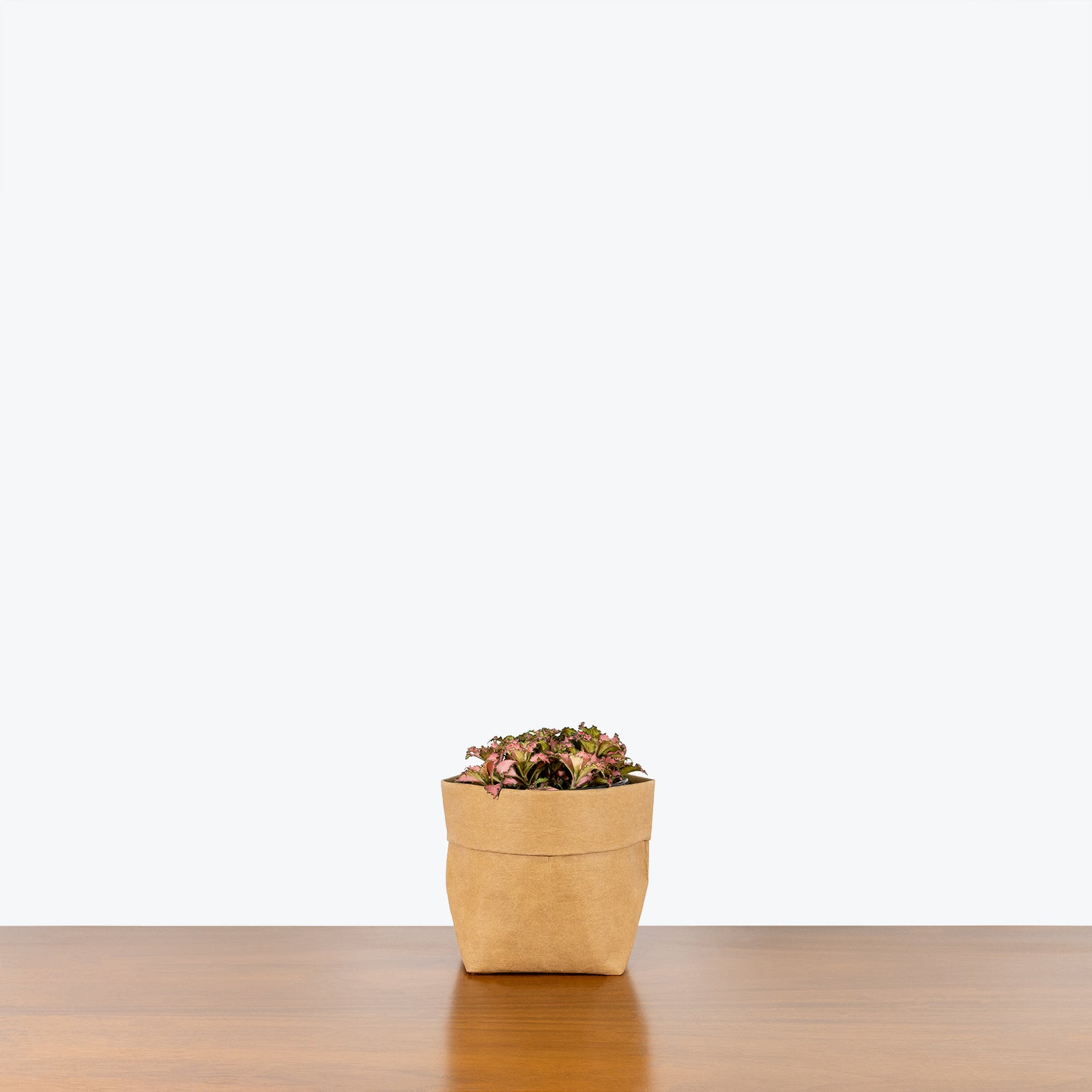 Fittonia Frankie | Care Guide and Pro Tips - Delivery from Toronto across Canada - JOMO Studio