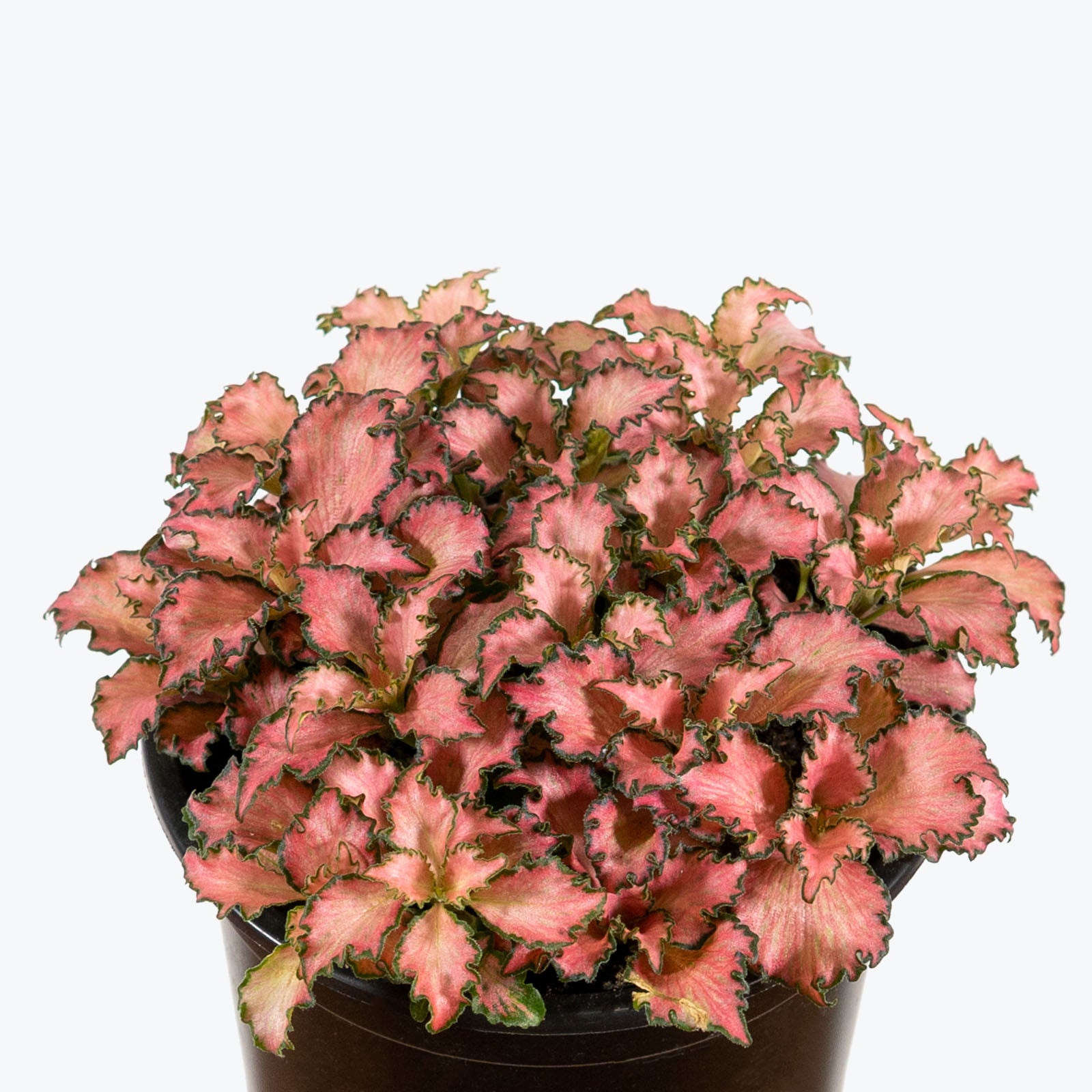 Fittonia Frankie | Care Guide and Pro Tips - Delivery from Toronto across Canada - JOMO Studio