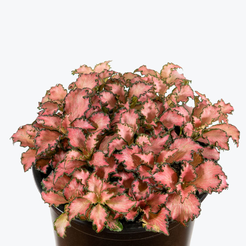 Fittonia Frankie Nerve Plant - House Plants Delivery Toronto - JOMO Studio