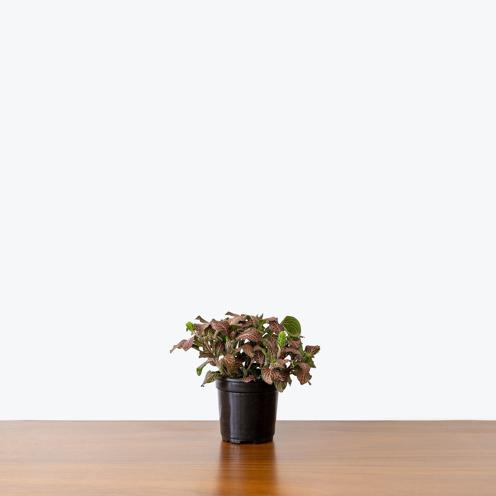 Fittonia Nerve Plant Pink - House Plants Delivery Toronto - JOMO Studio