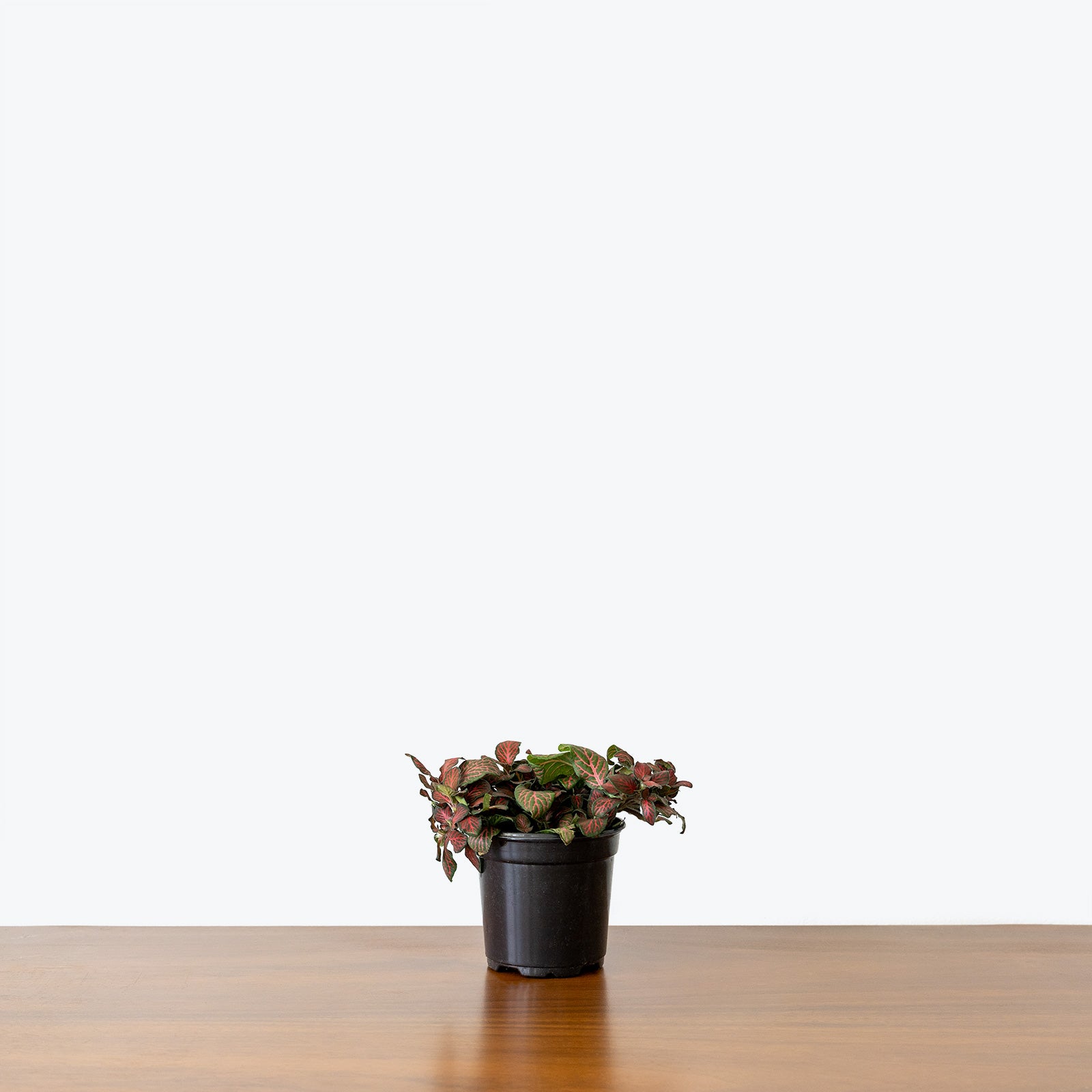 Fittonia Nerve Plant | Care Guide and Pro Tips - Delivery from Toronto across Canada - JOMO Studio