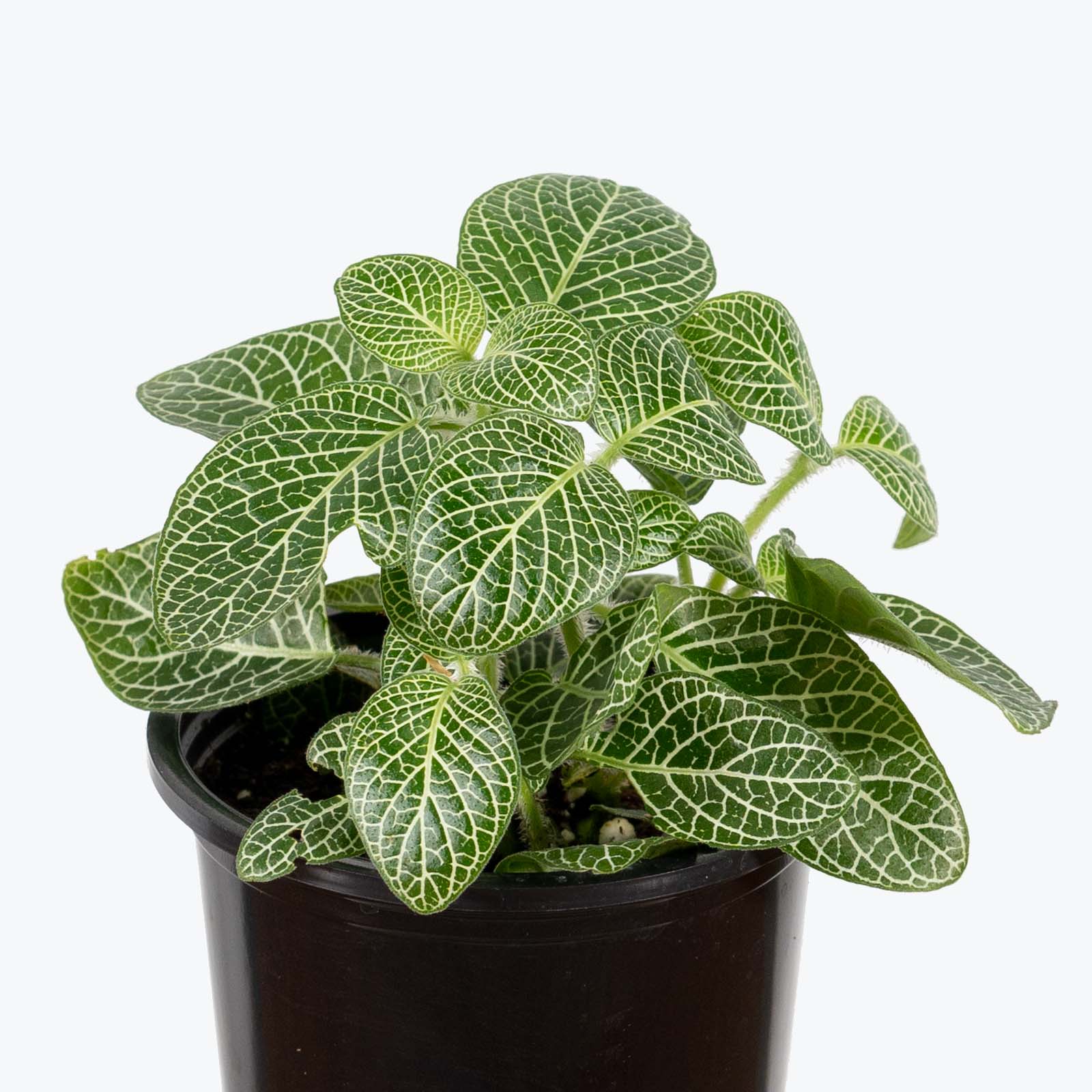 Fittonia Nerve Plant White - House Plants Delivery Toronto - JOMO Studio