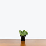 Fittonia Superba — 4" Pot