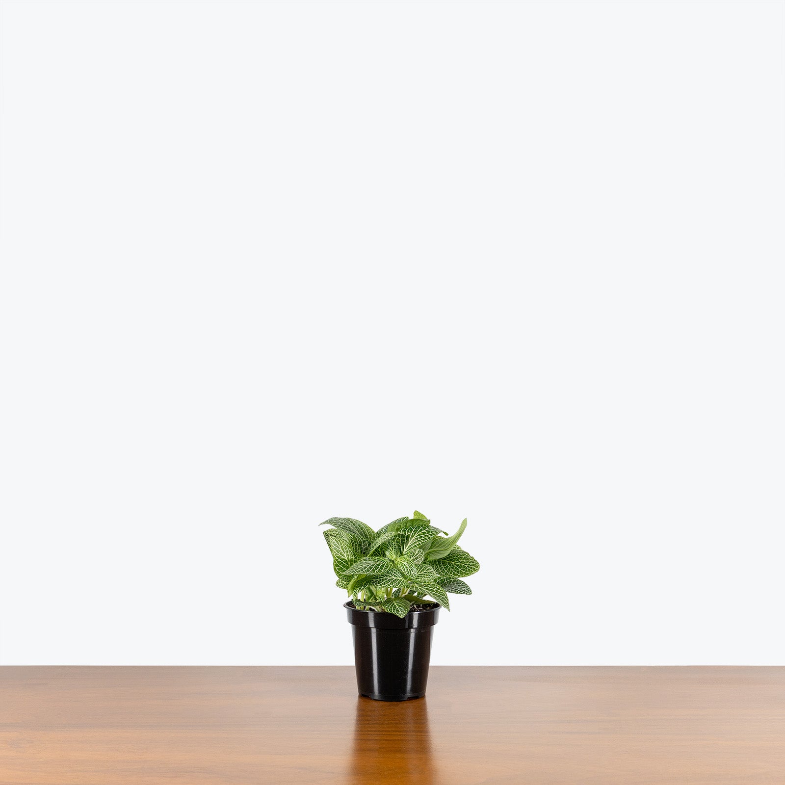 Fittonia Superba | Care Guide and Pro Tips - Delivery from Toronto across Canada - JOMO Studio