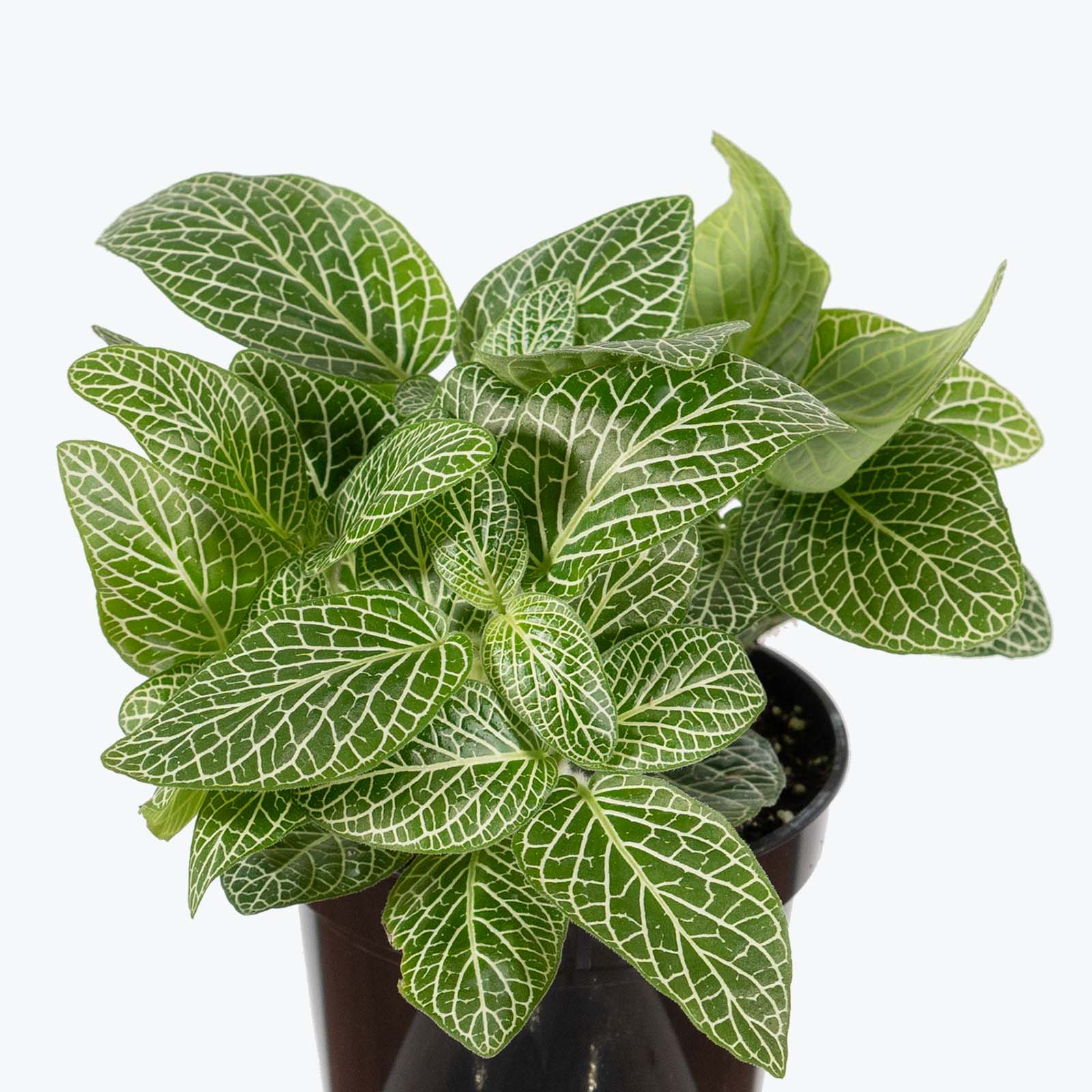Fittonia Superba | Care Guide and Pro Tips - Delivery from Toronto across Canada - JOMO Studio