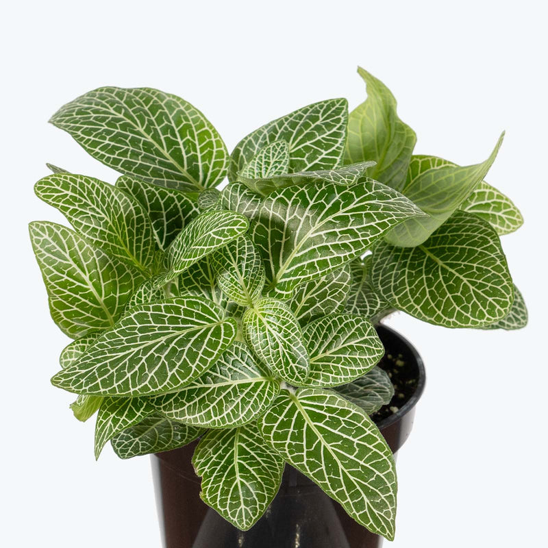 Fittonia Superba Nerve Plant - House Plants Delivery Toronto - JOMO Studio