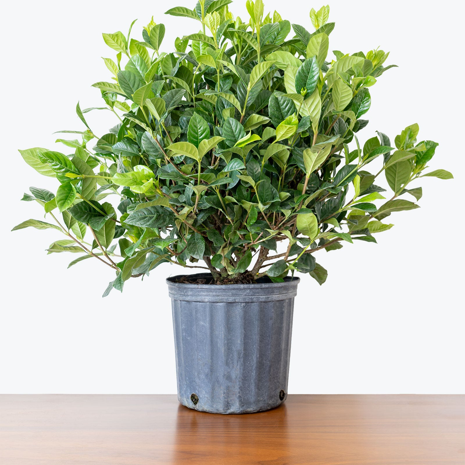 Gardenia Jasminoides - House Plants Delivery Toronto - JOMO Studio